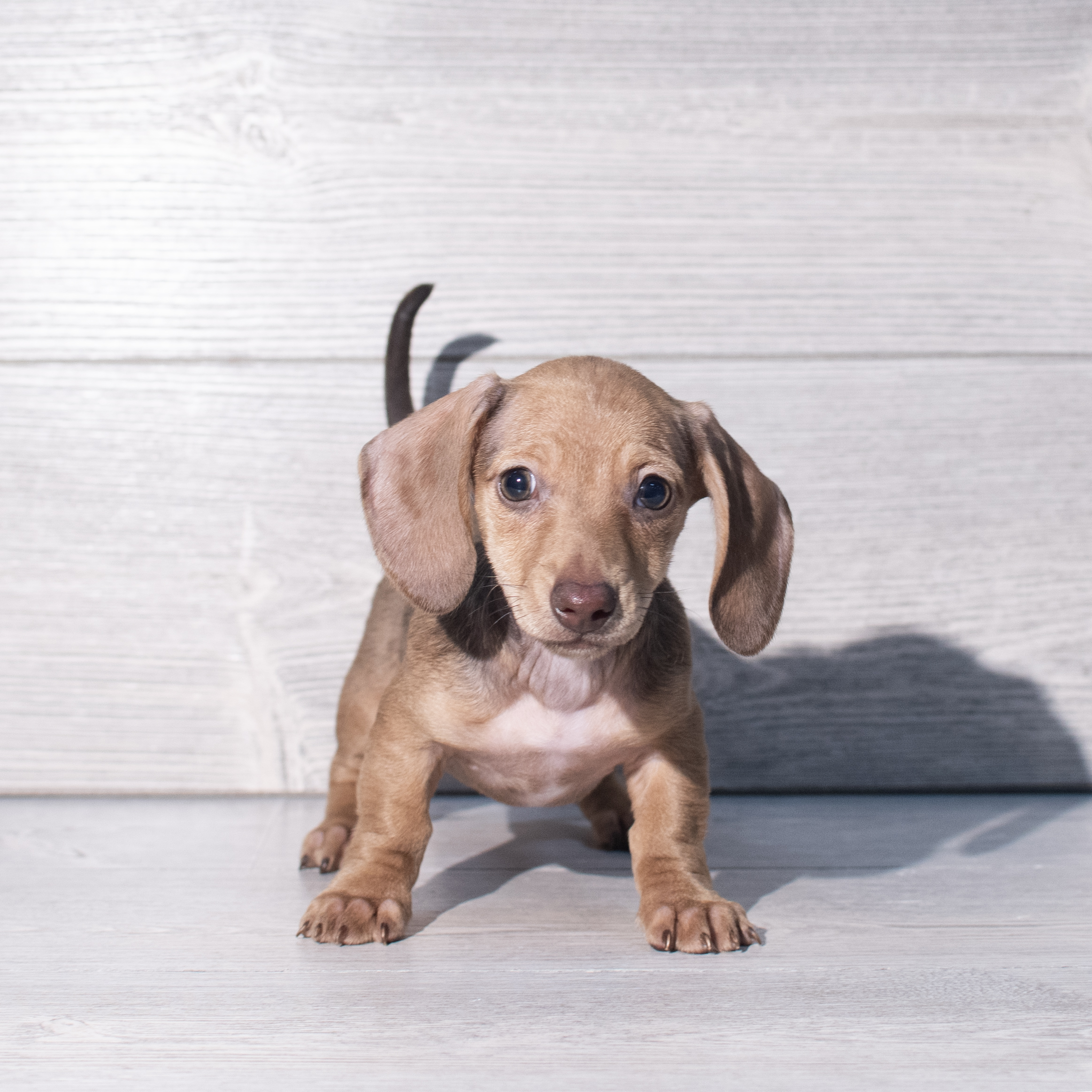 Dachshund (F) 2282 Image #1