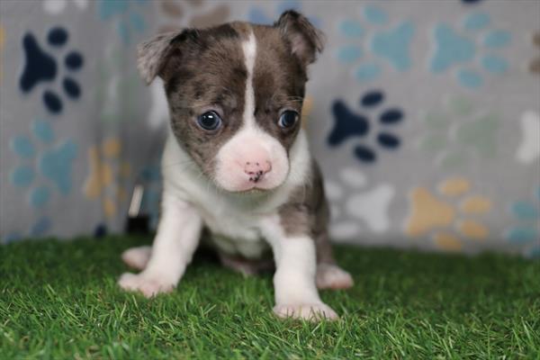 Chihuahua (M) 5860 Image #1