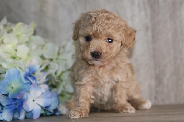 Poodle Mini (F) 2314 Image #1