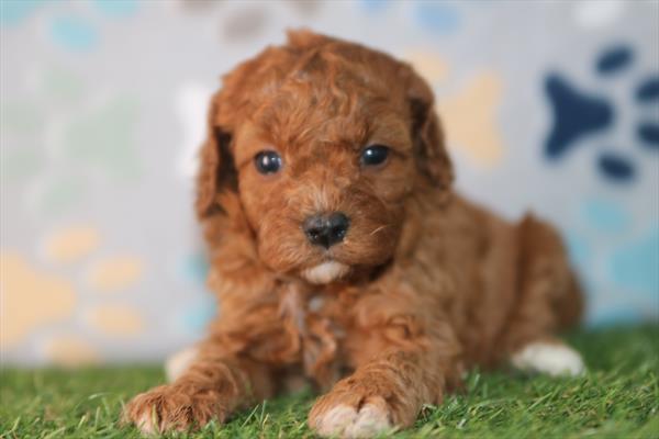 Cavapoo F1B (F) 5887 Image #1