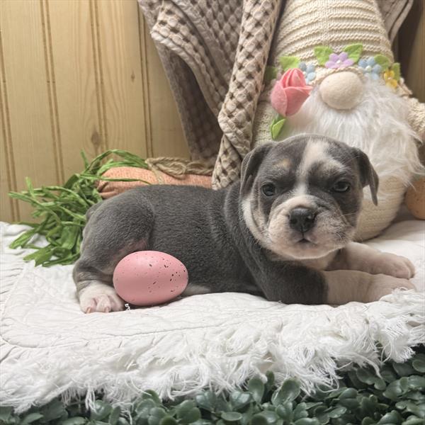 Beabull (F) 5874 Image #1