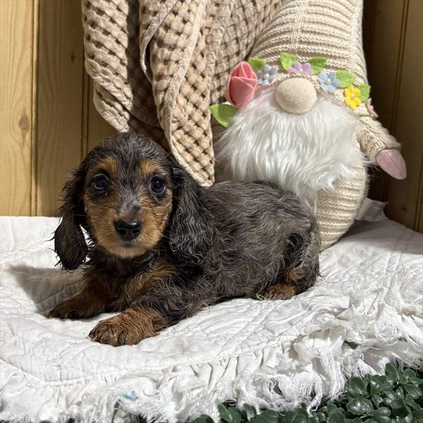 Dachshund (F) 5872 Image #1