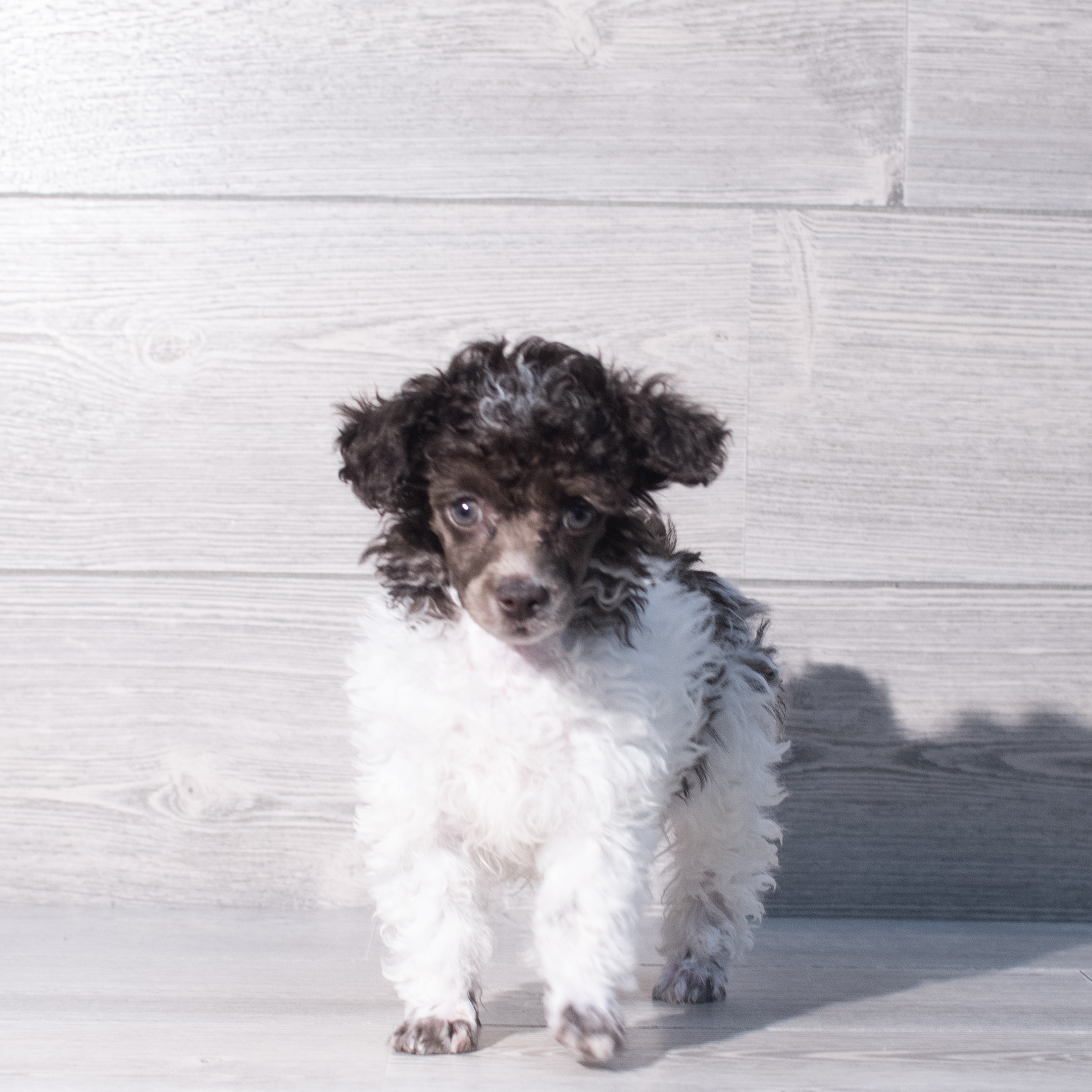 Poodle Mini (M) 2287 Image #1