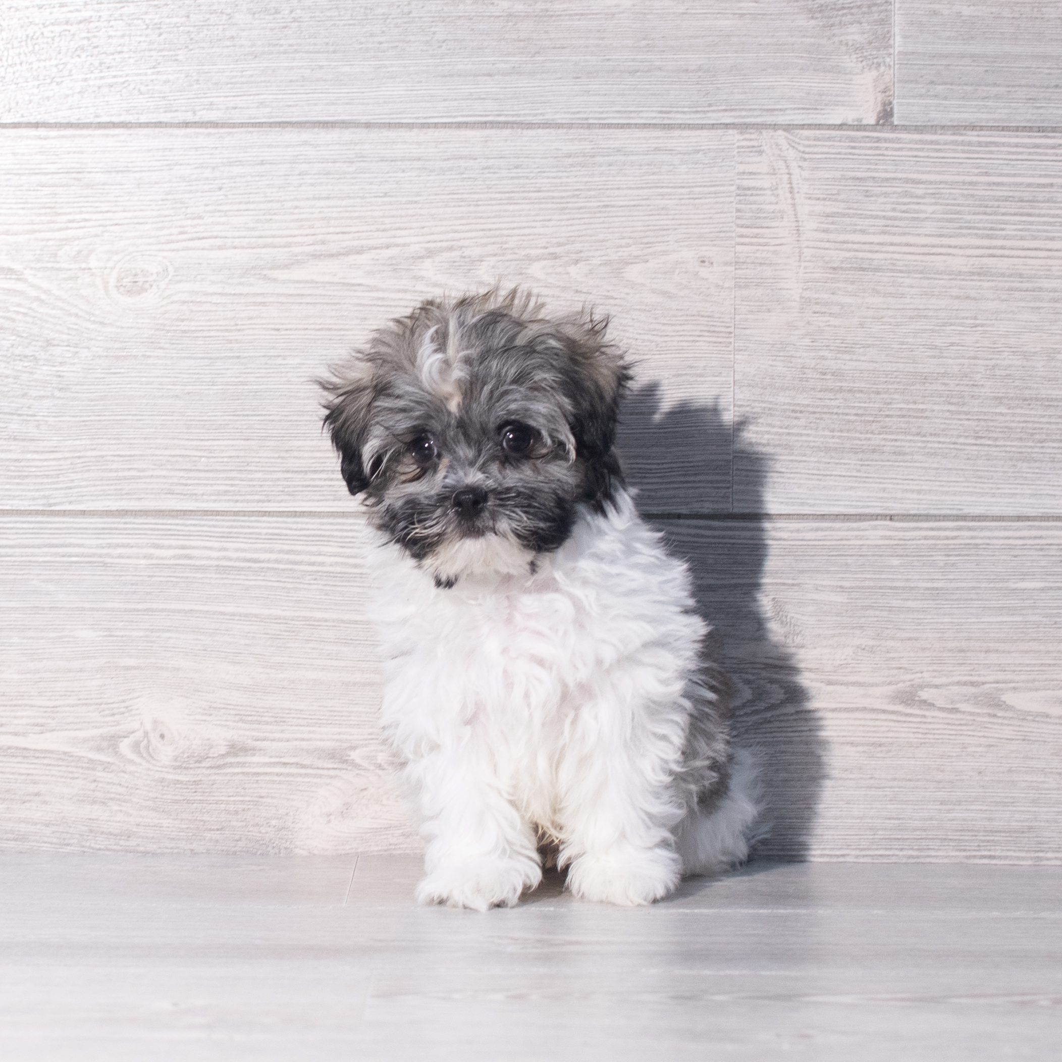 Havanese (M) 2292 Image #1
