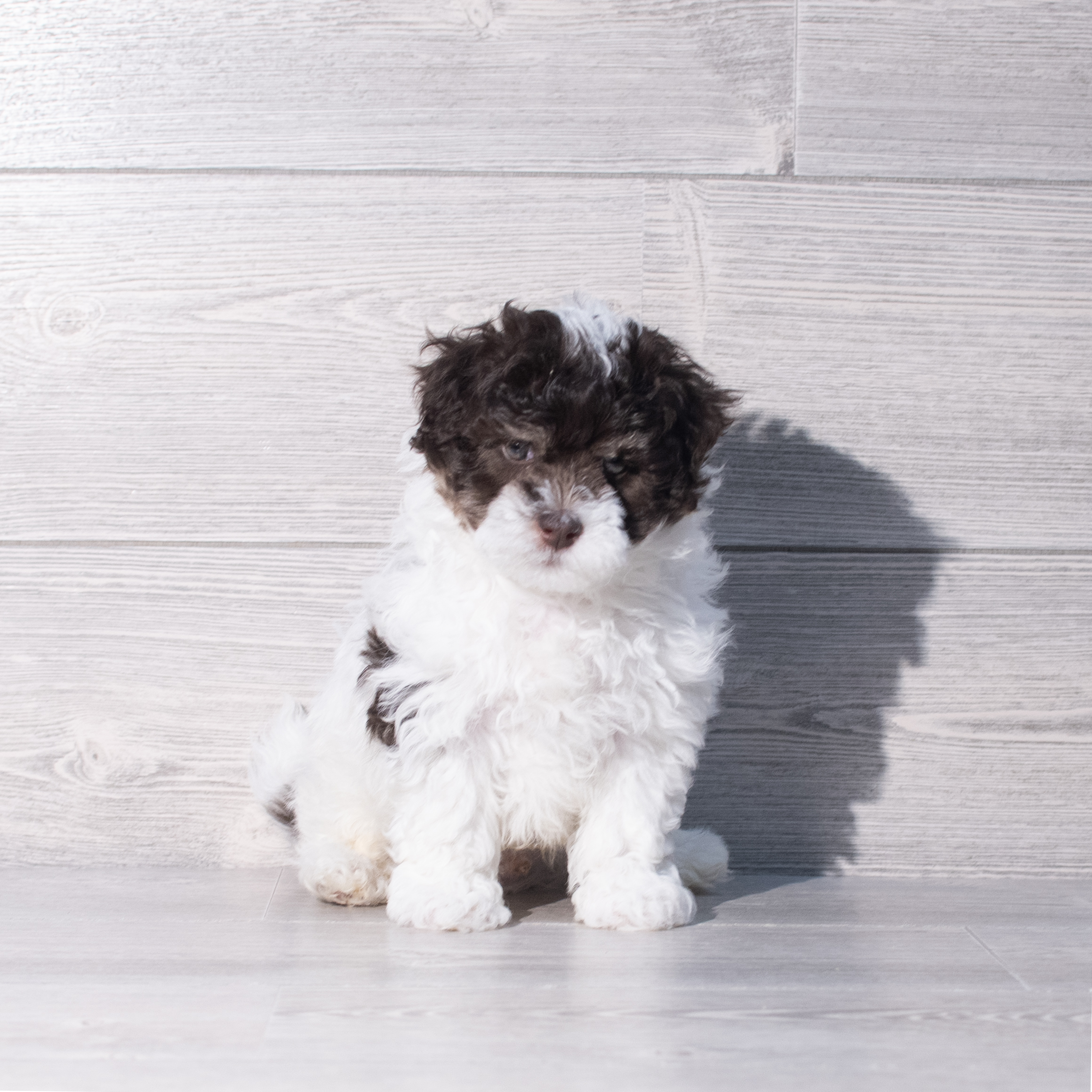 Havanese (M) 2289 Image #1