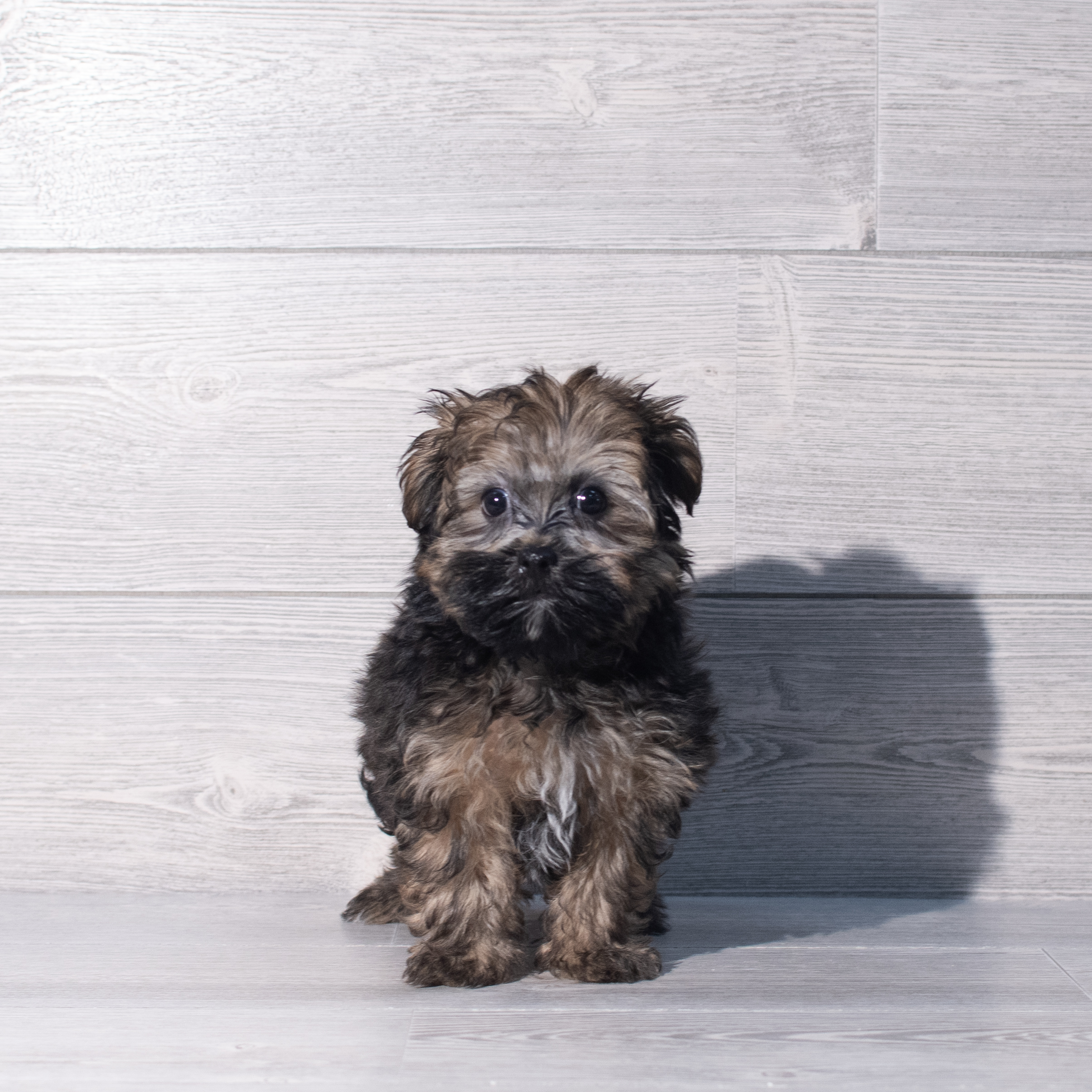 Morkie (M) 2293 Image #1