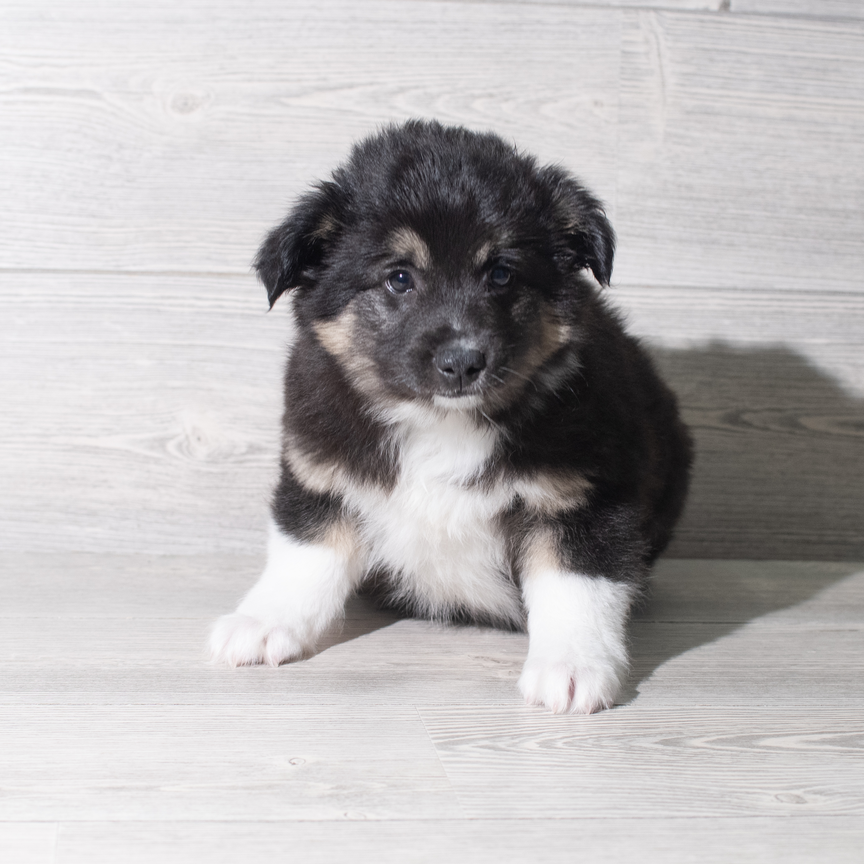 Australian Shepherd (M) 5832 Image #1