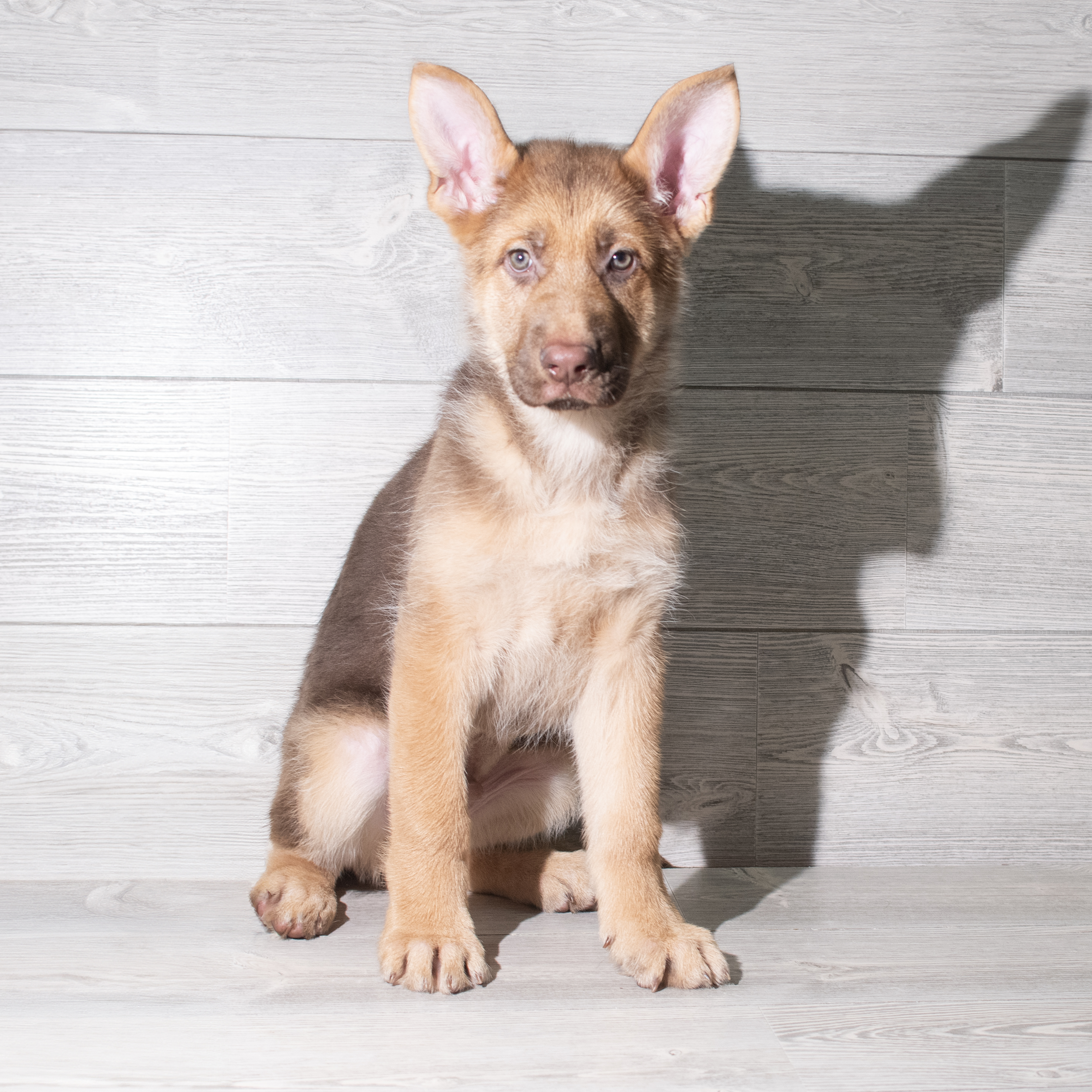 German Shepherd Dog (M) 5835 Image #1