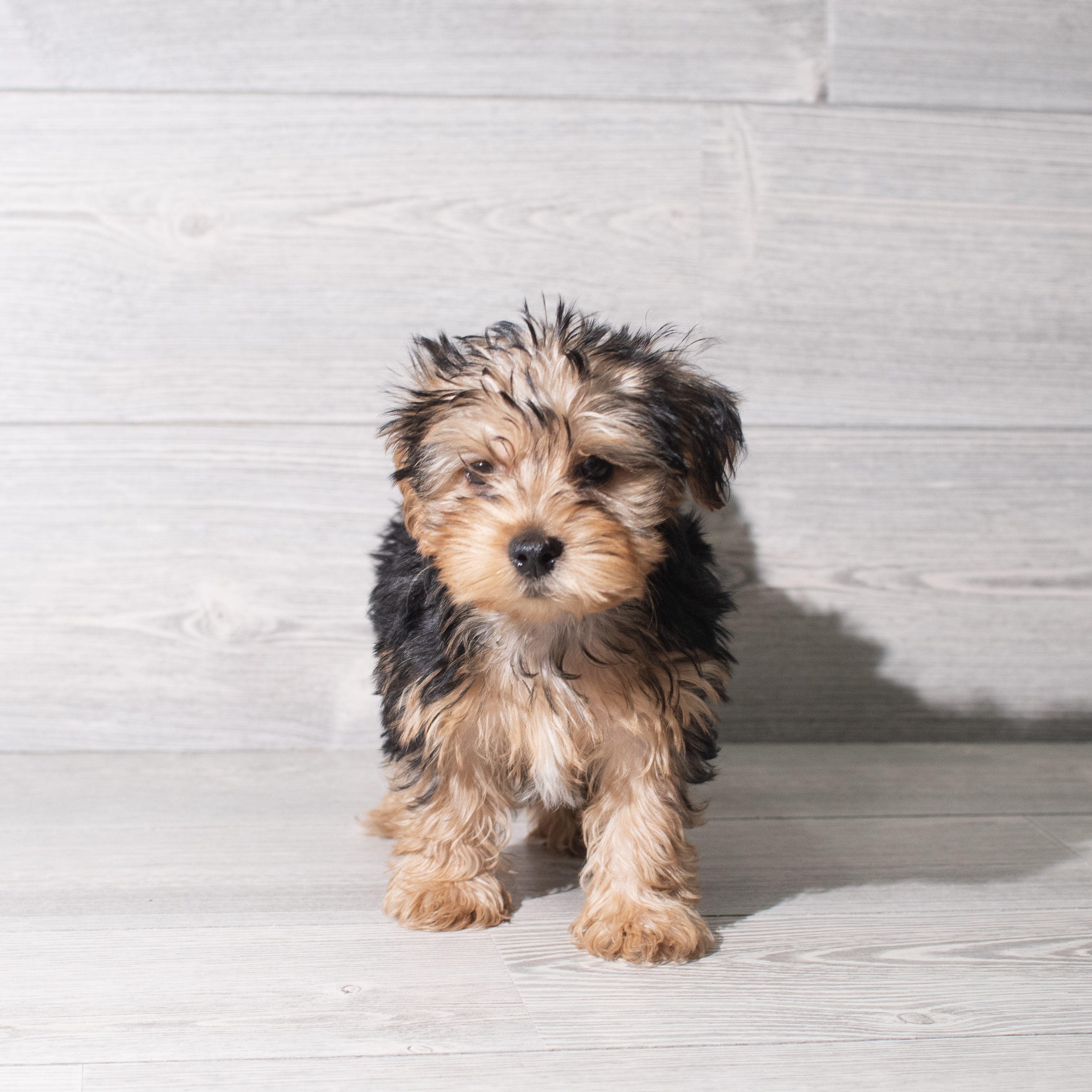 Yorkshire Terrier (M) 5839 Image #1