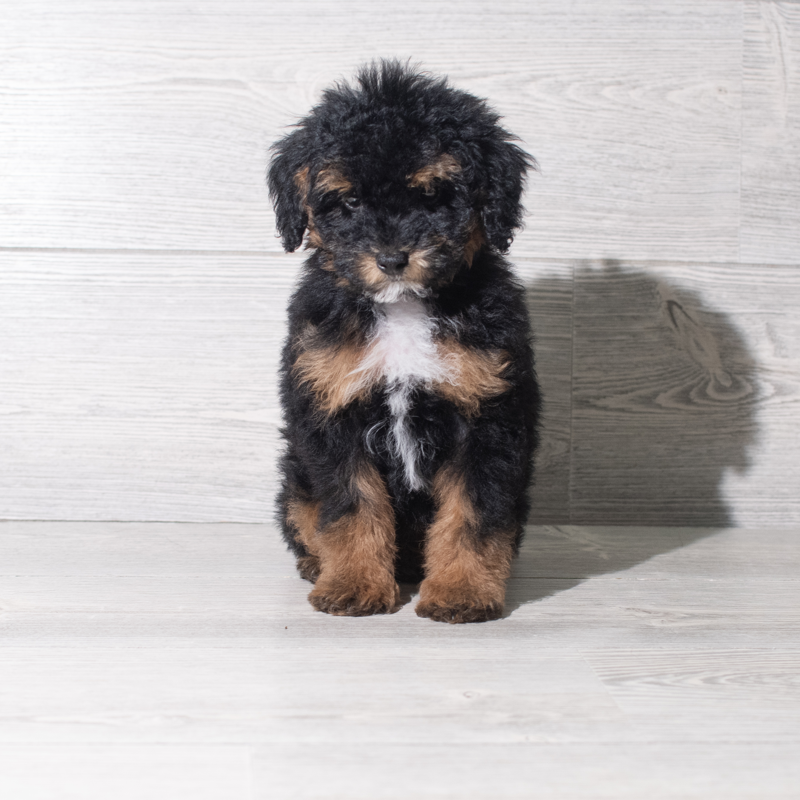Poodle Mini (F) 5837 Image #1