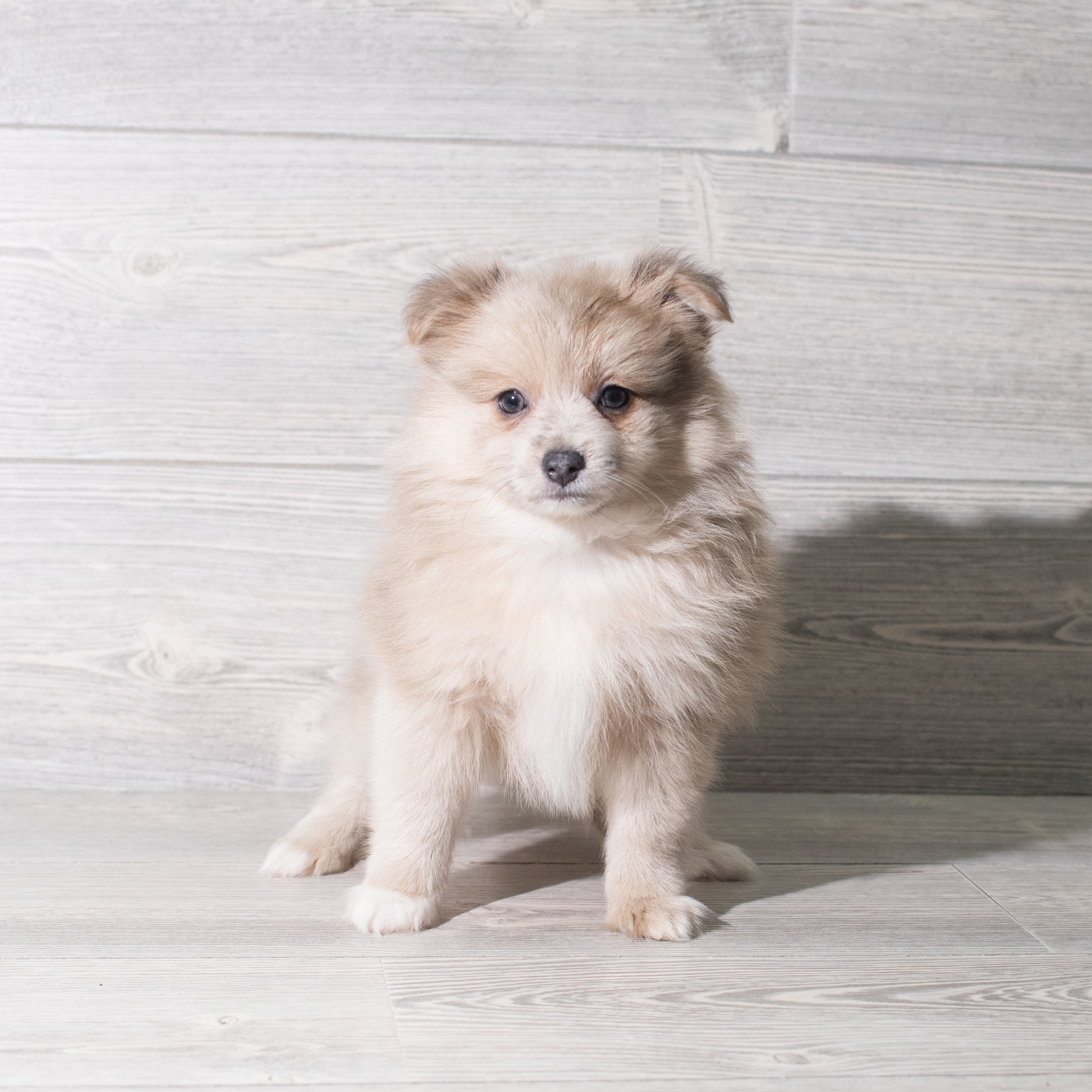 Pomeranian (M) 5828 Image #1