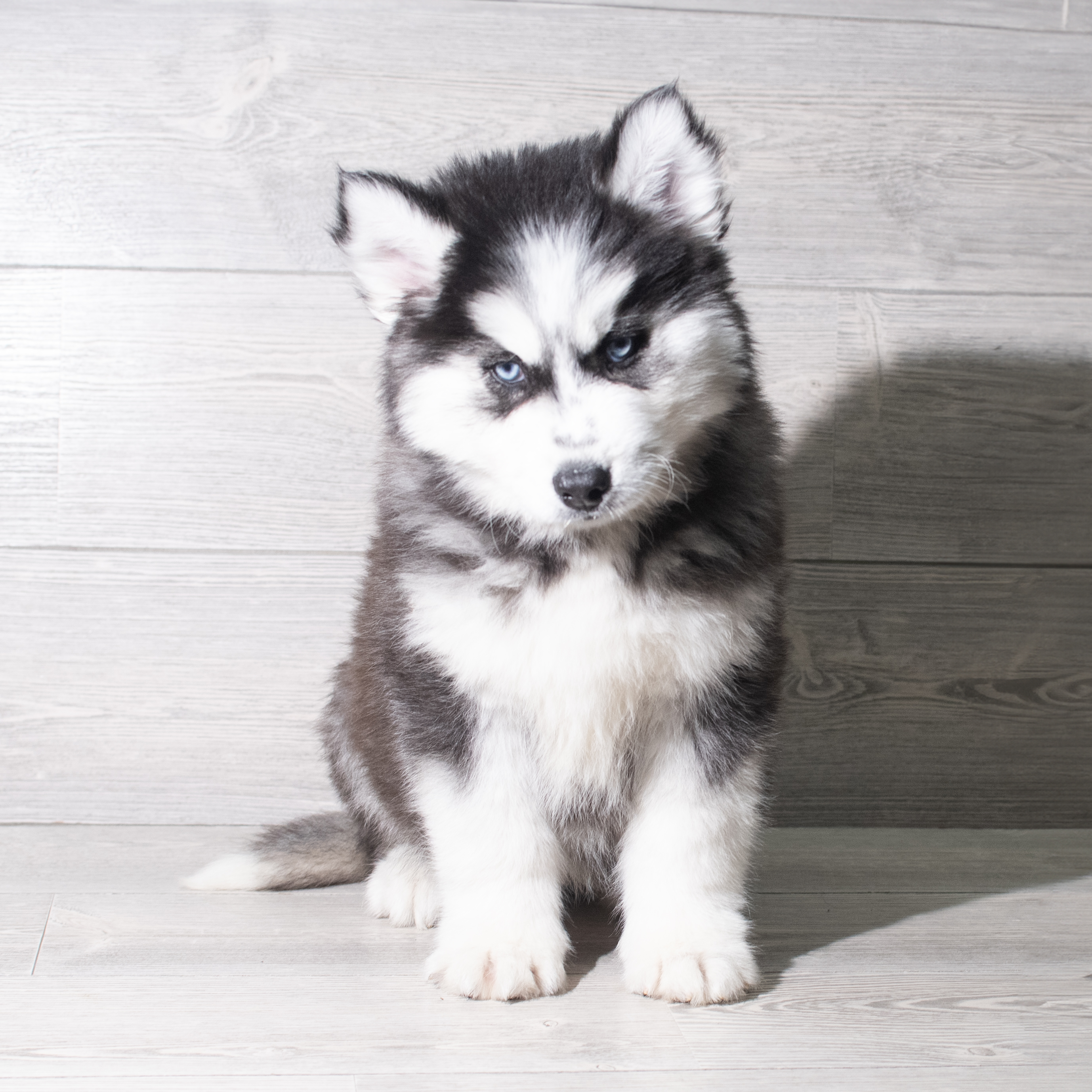 Siberian Husky (M) 5843 Image #1