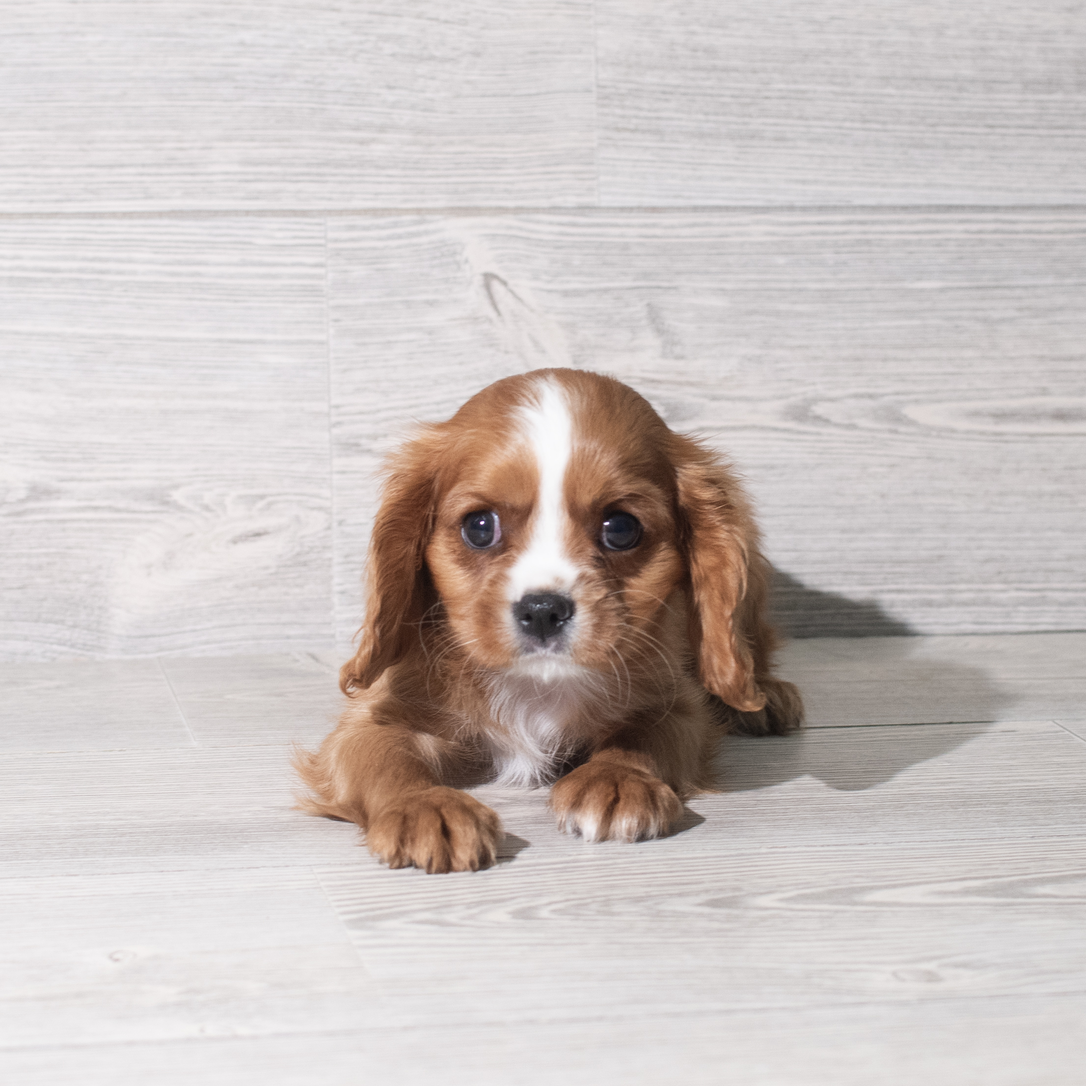Cavalier King Charles Spaniel (M) 5840 Image #1