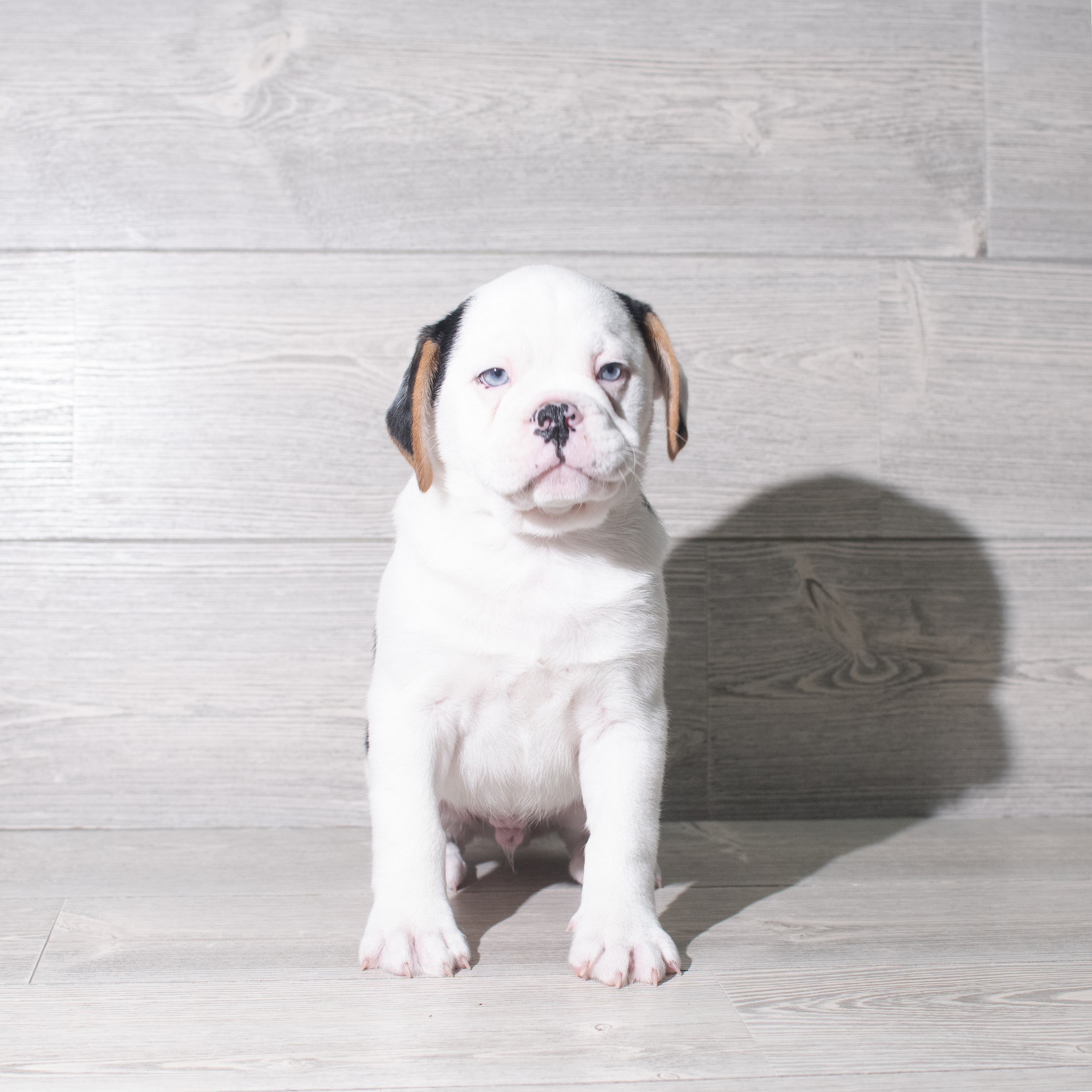 Mini Bullies (M) 5841 Image #1