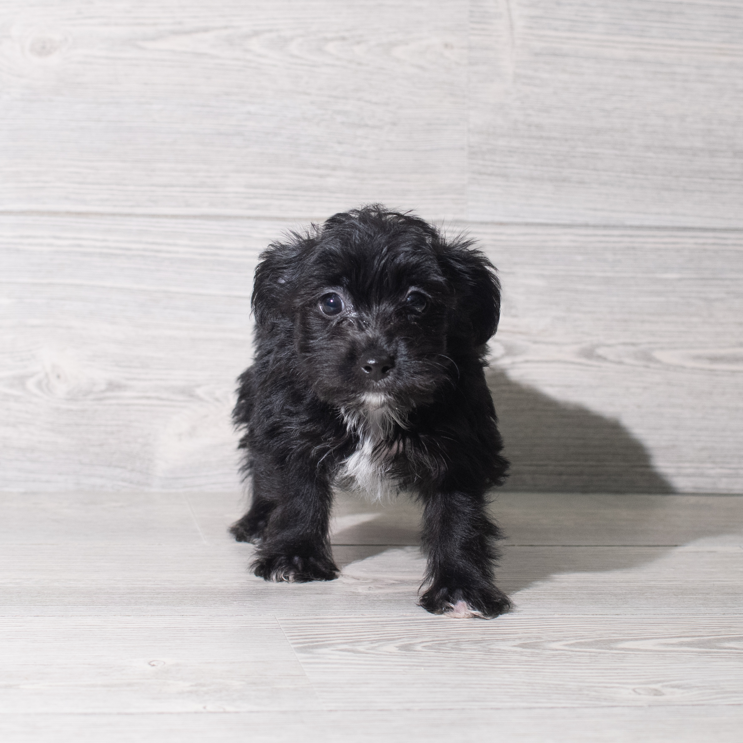 Yochon (F) 5842 Image #1