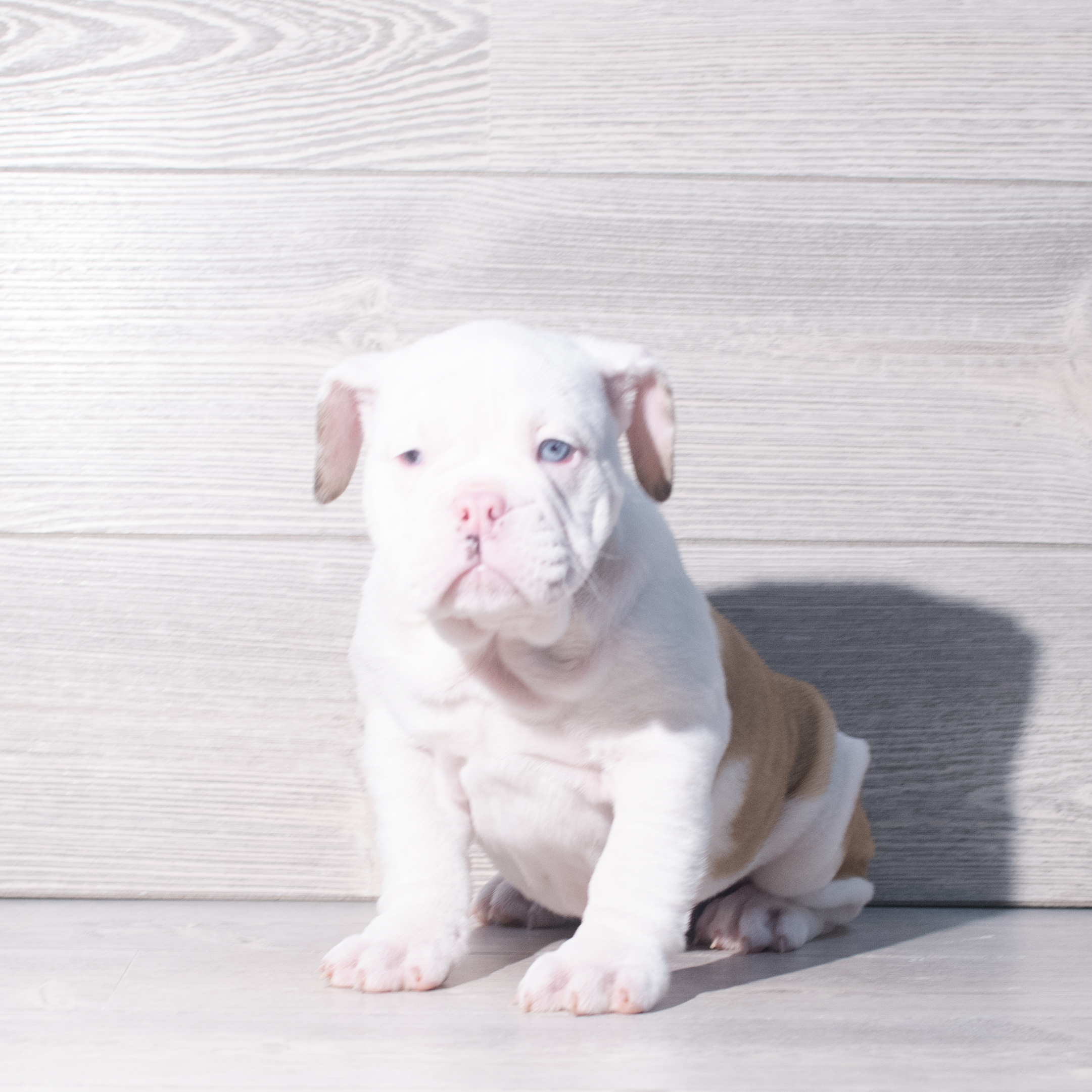 English Bulldog (F) 2290 Image #1