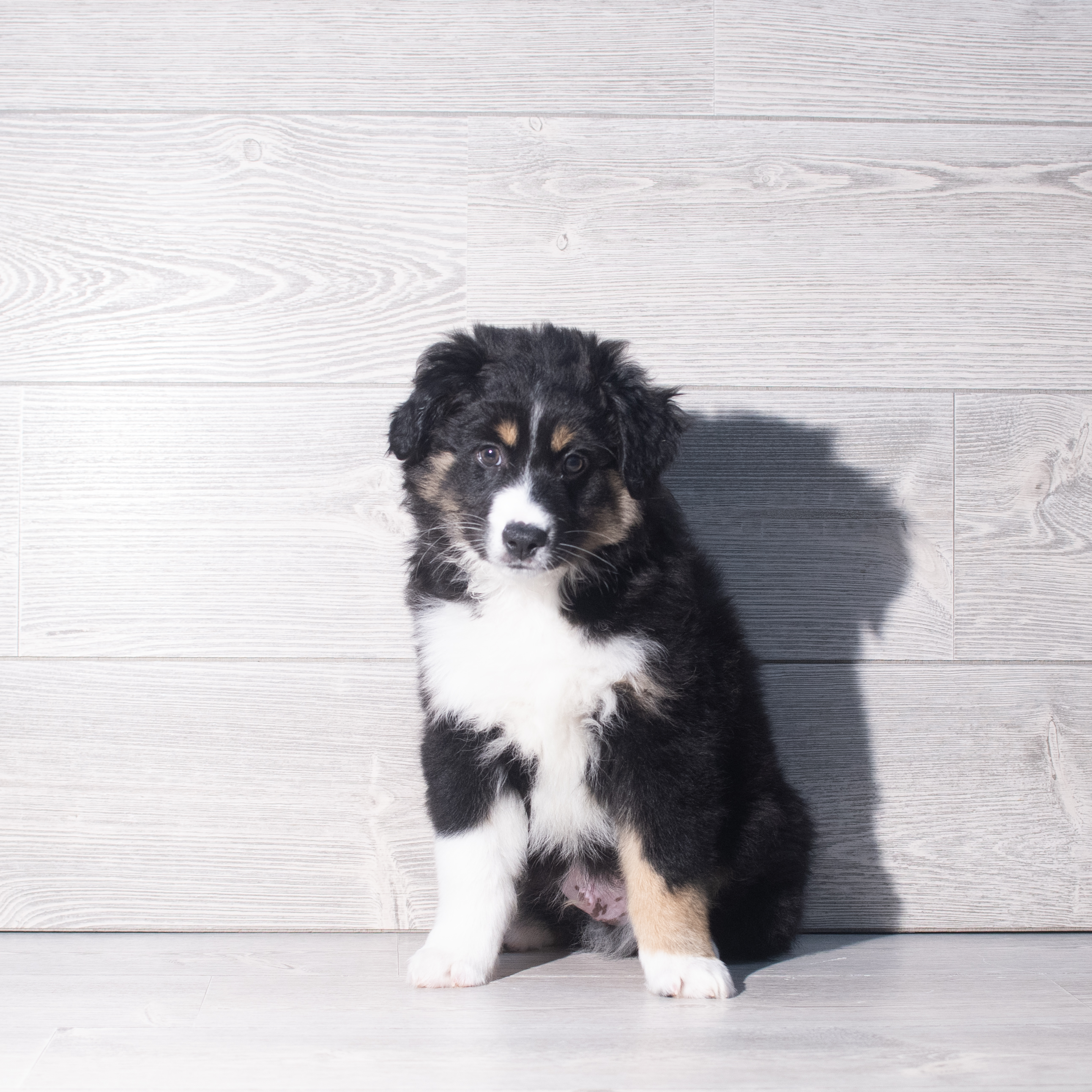 Australian Shepherd (M) 2286 Image #1