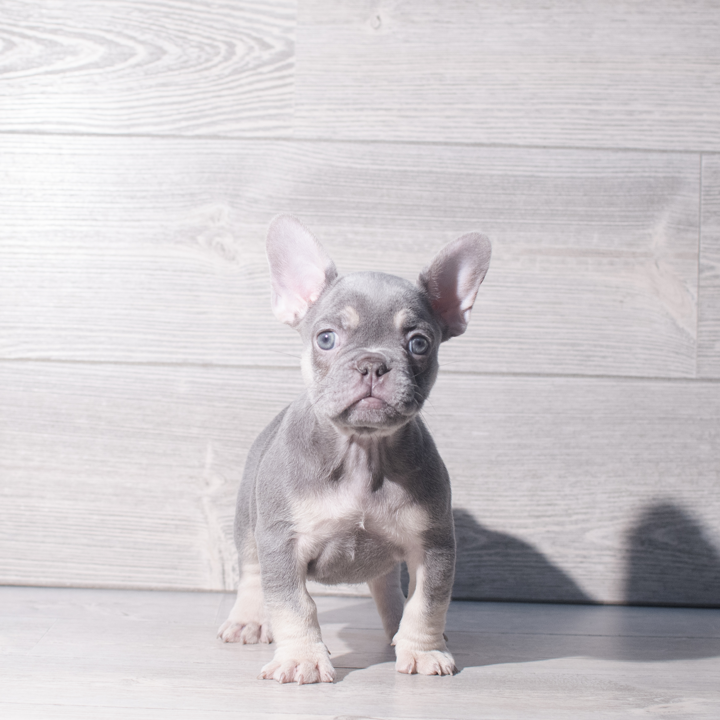 French Bulldog (F) 2288 Image #1