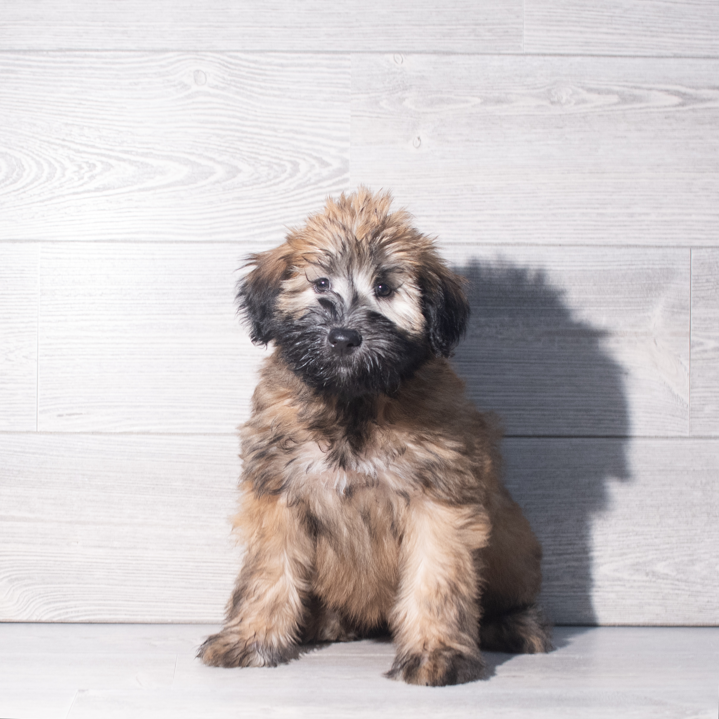 Soft Coated Wheaten Terrier (F) 2279 Image #1