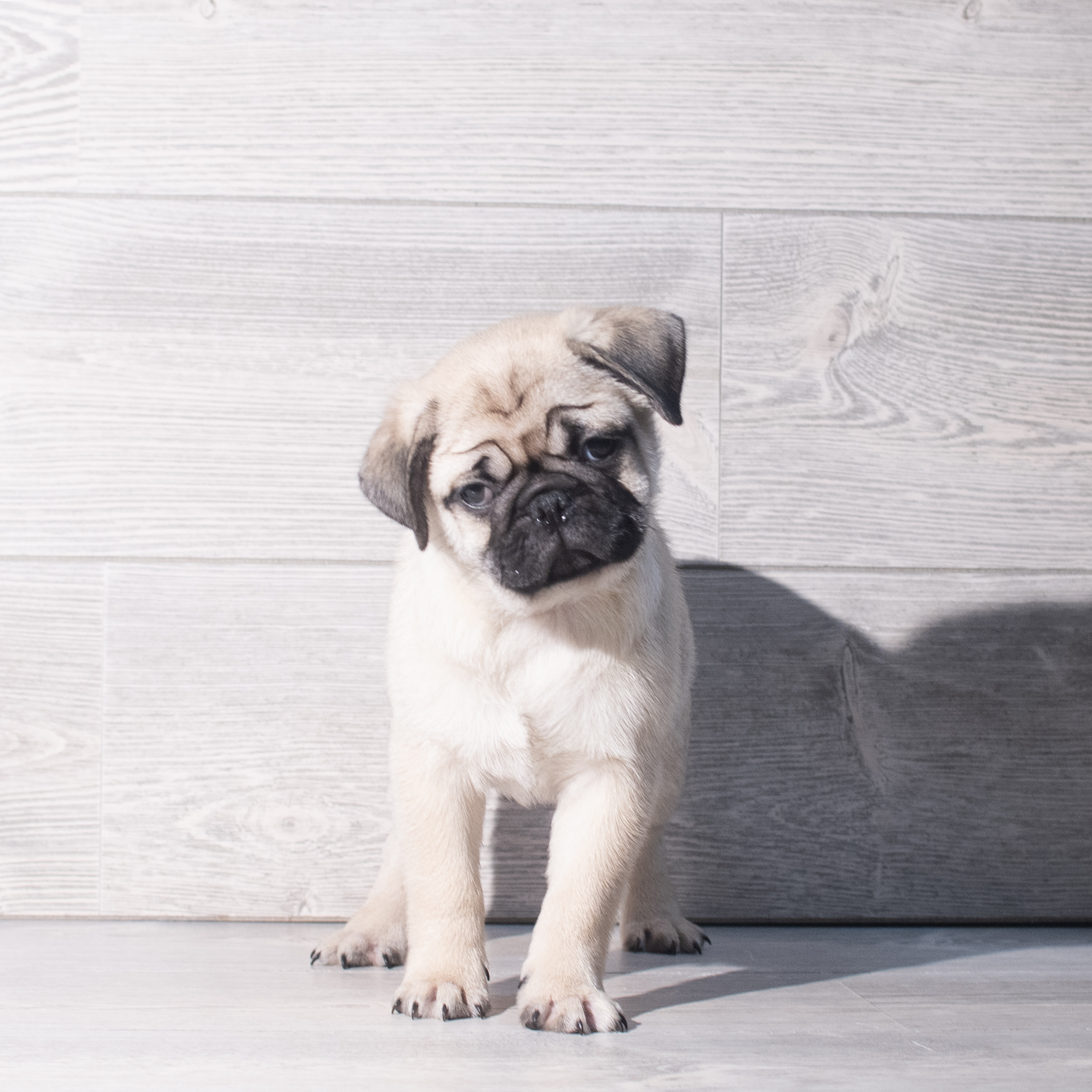 Pug (M) 2277 Image #1