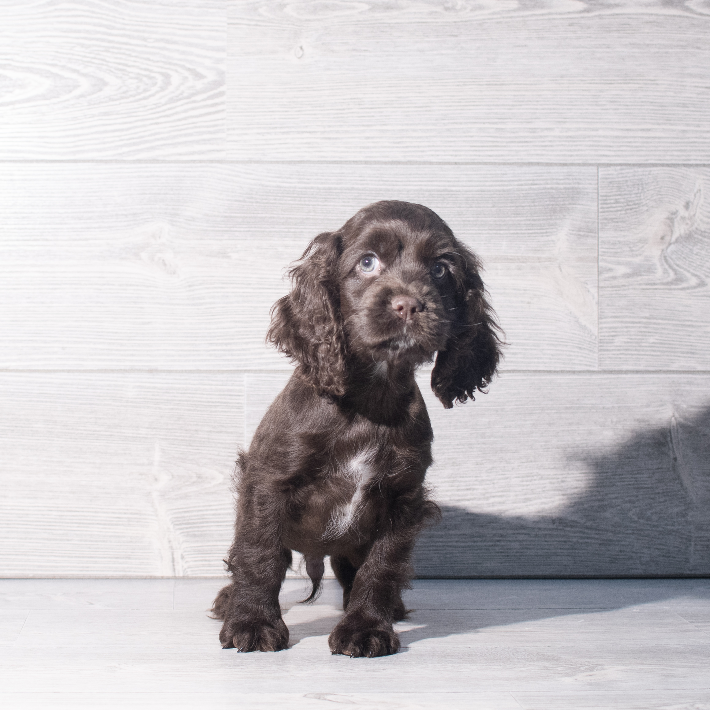Cocker Spaniel (M) 2275 Image #1