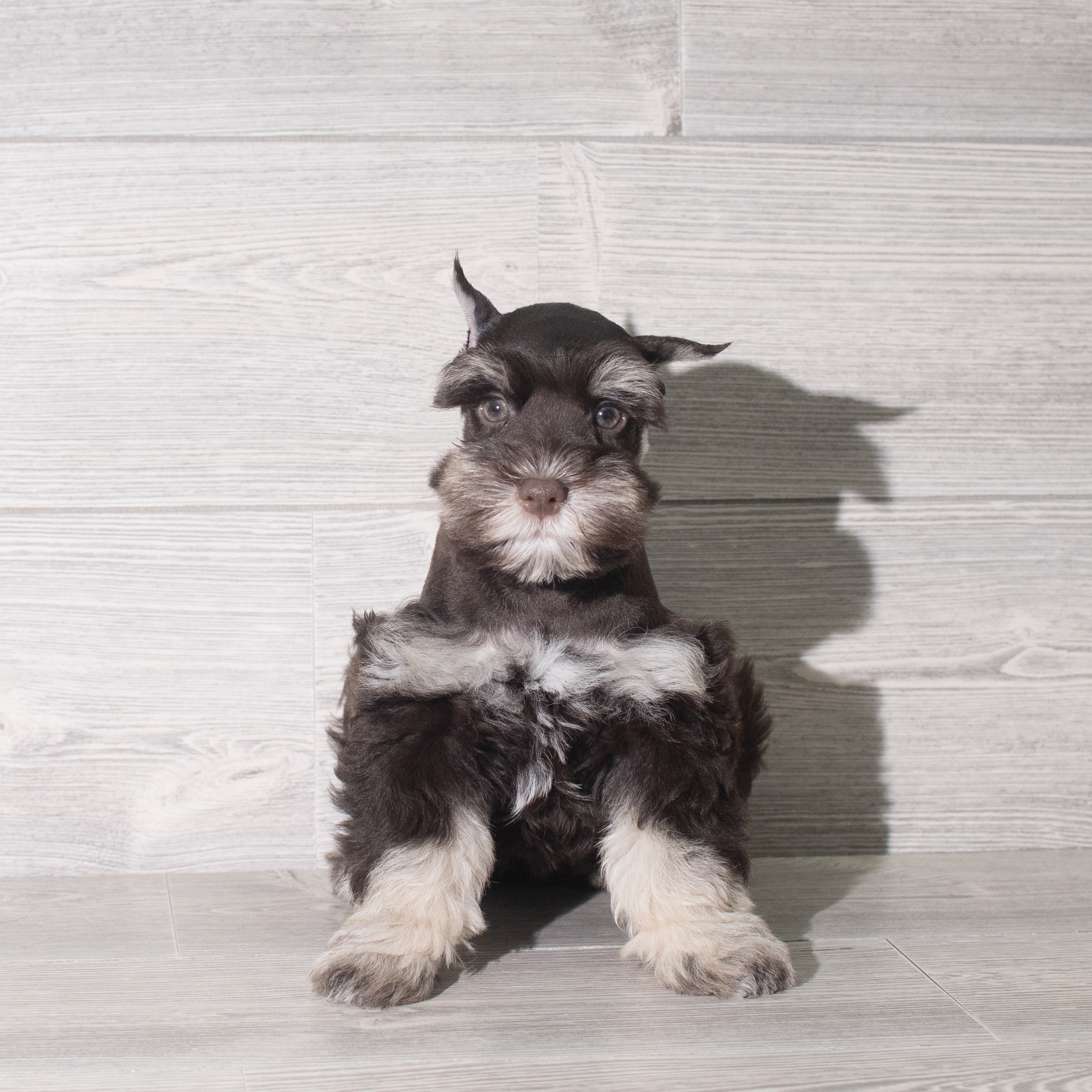 Miniature Schnauzer (M) 5849 Image #1