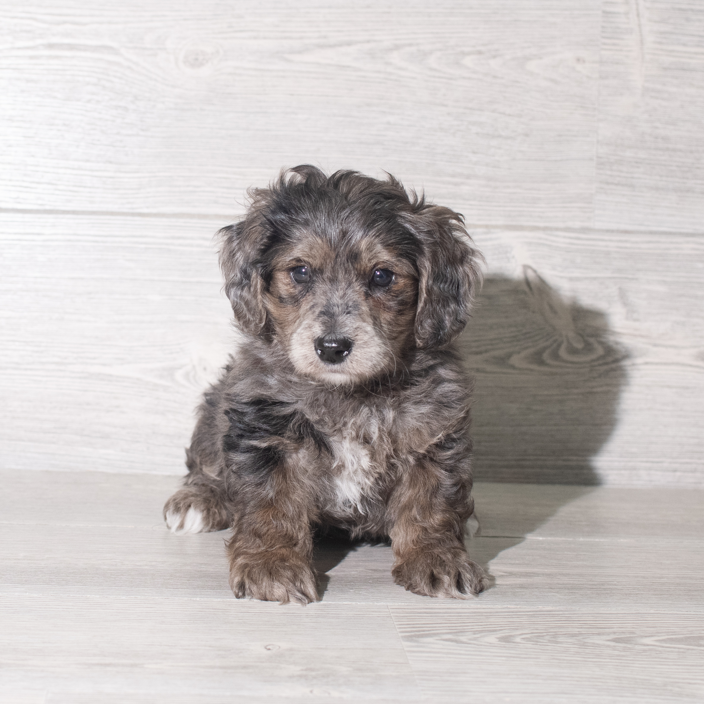 Yorkiepoo (M) 5854 Image #1