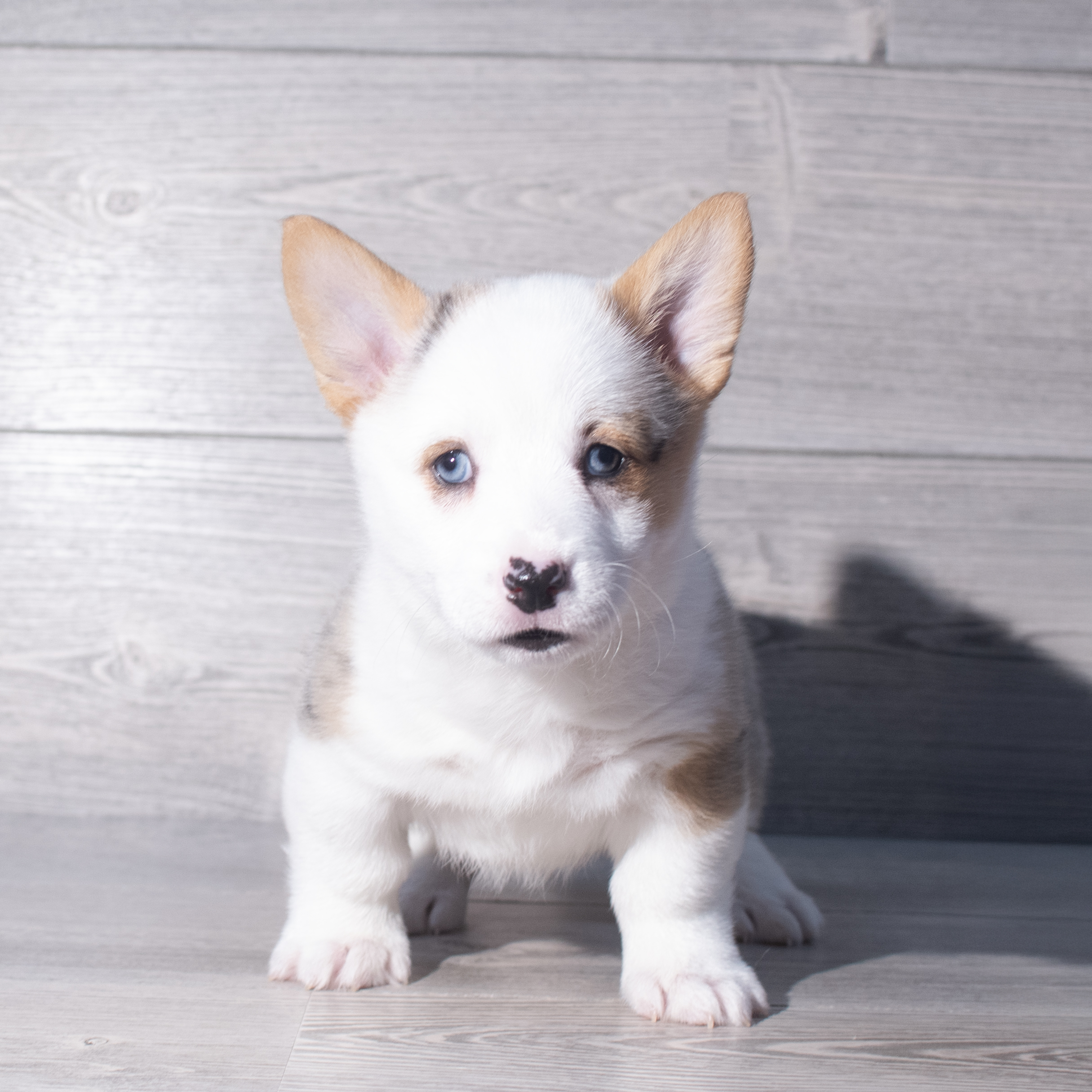 Pembroke Welsh Corgi (M) 2313 Image #1