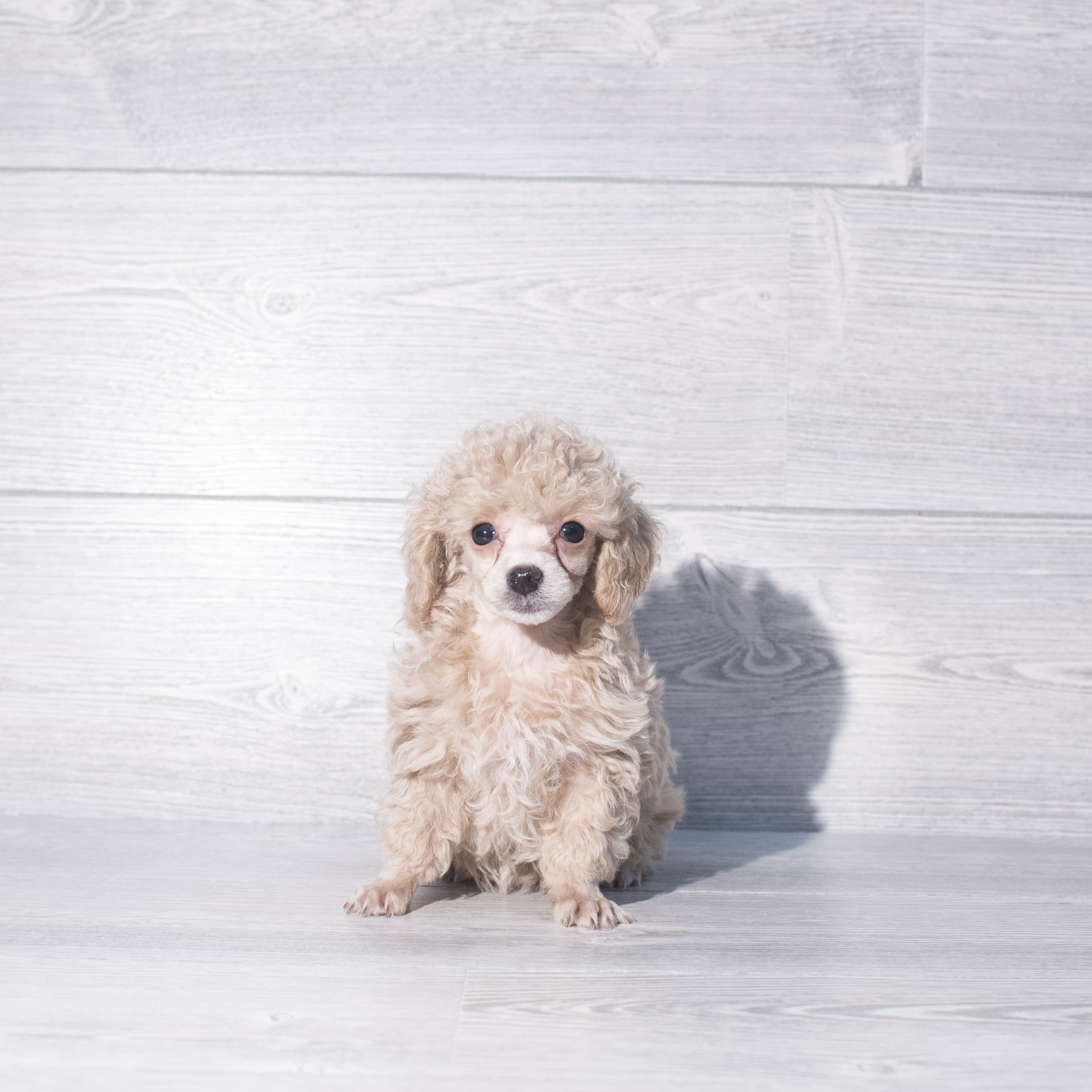 Poodle Mini (F) 2314 Image #1