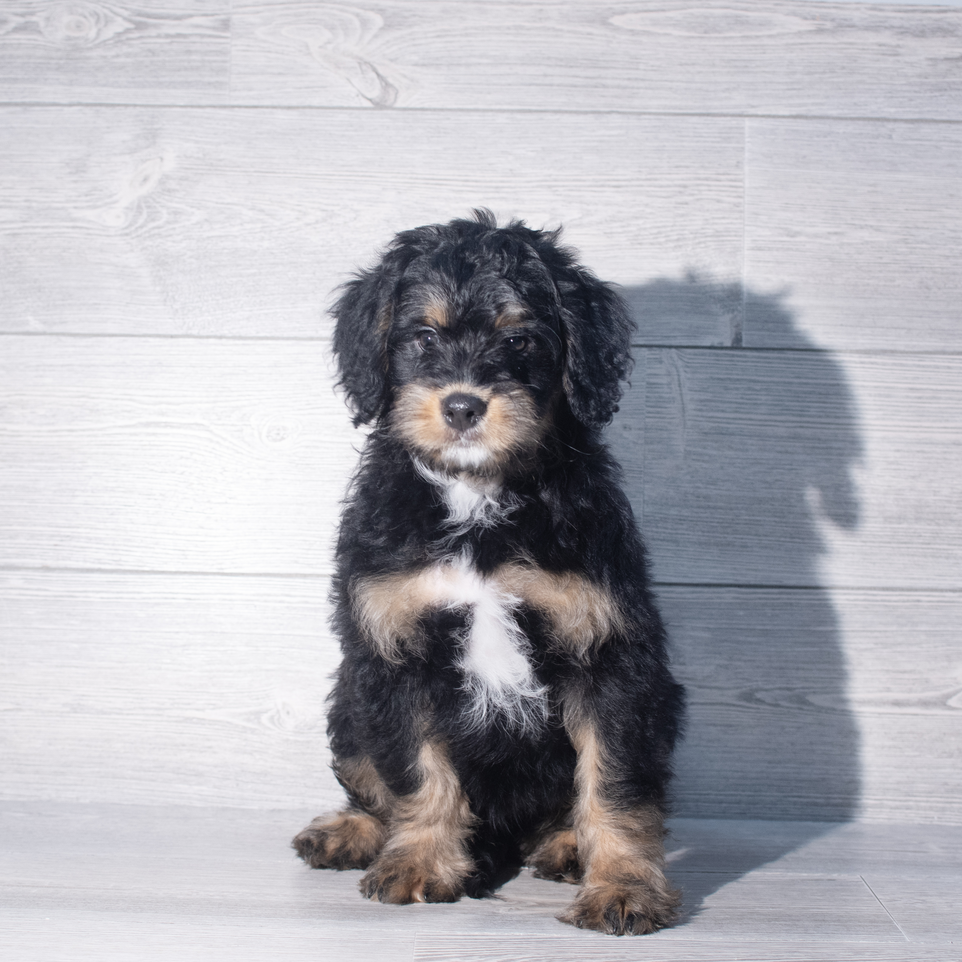 Bernedoodle Mini F1b (M) 2315 Image #1