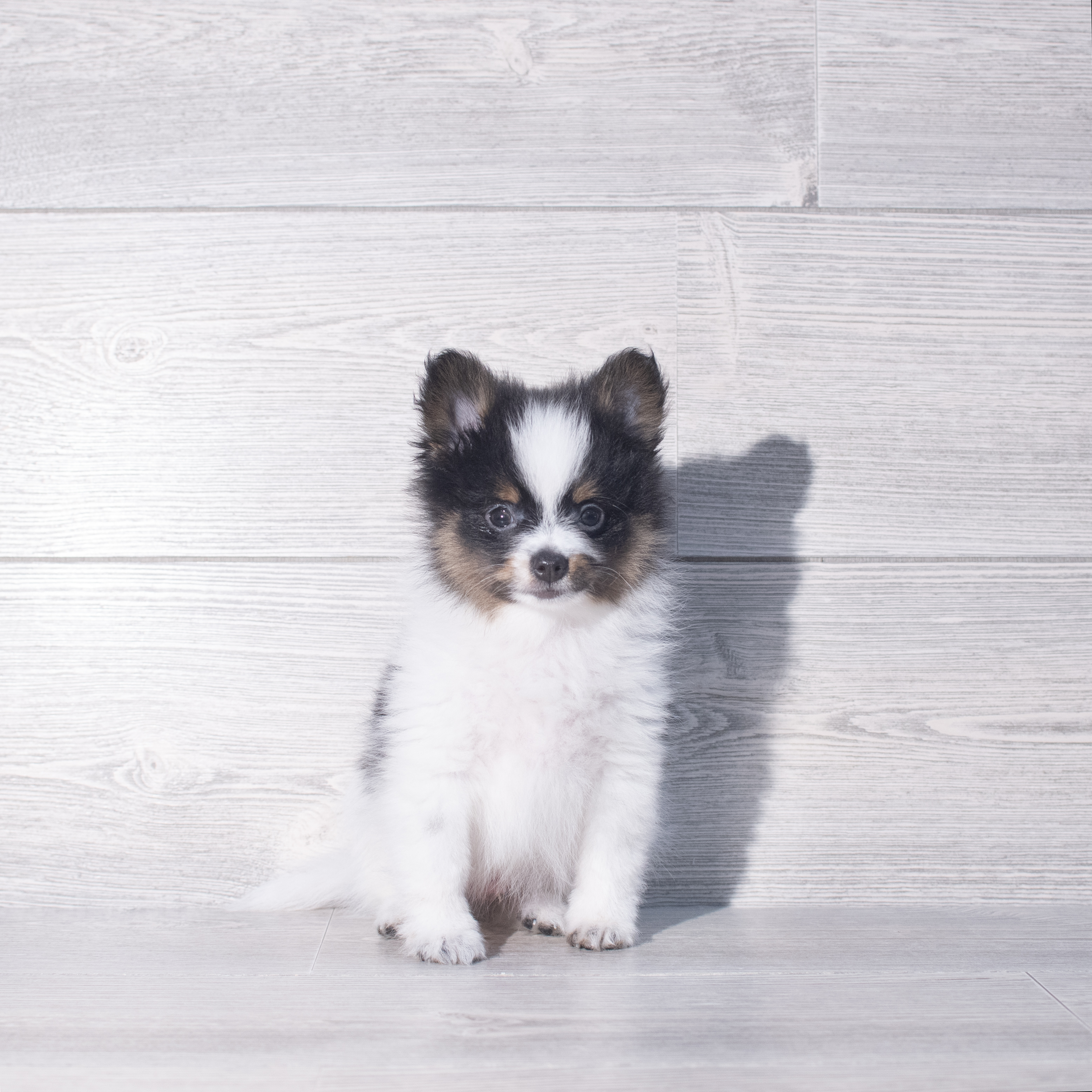 Pomeranian (M) 2305 Image #1