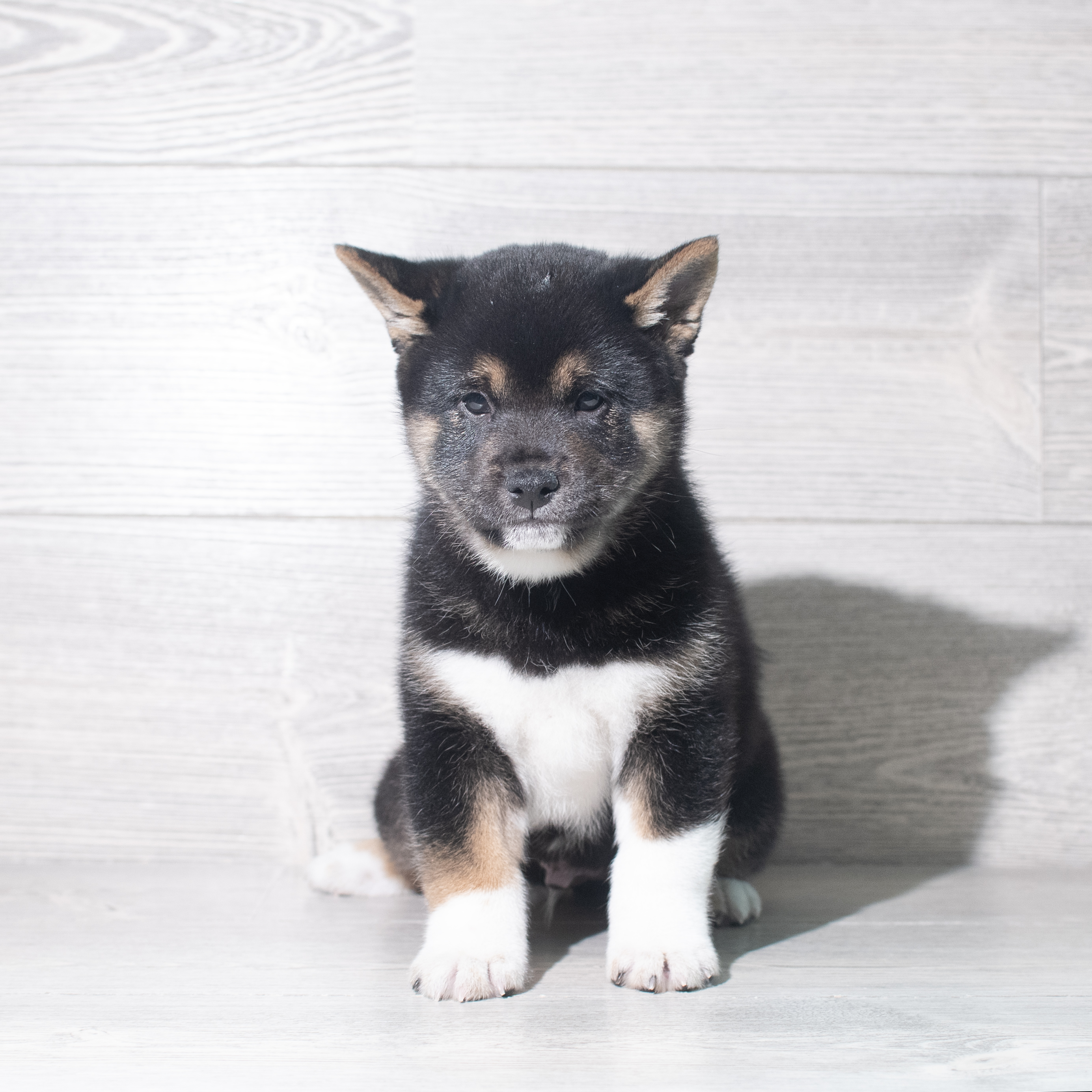 Shiba Inu (M) 5868 Image #1