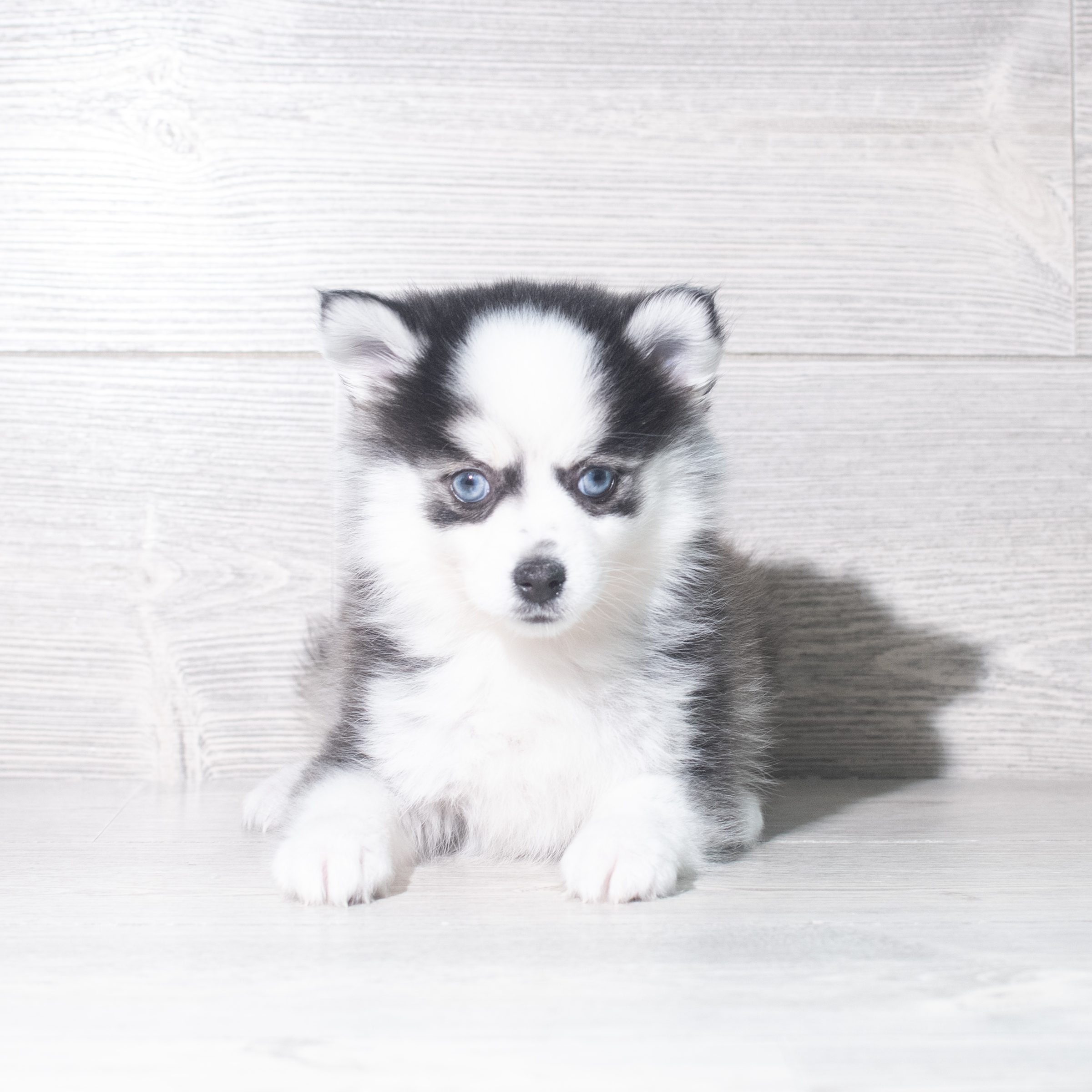 Pomsky (F) 5869 Image #1