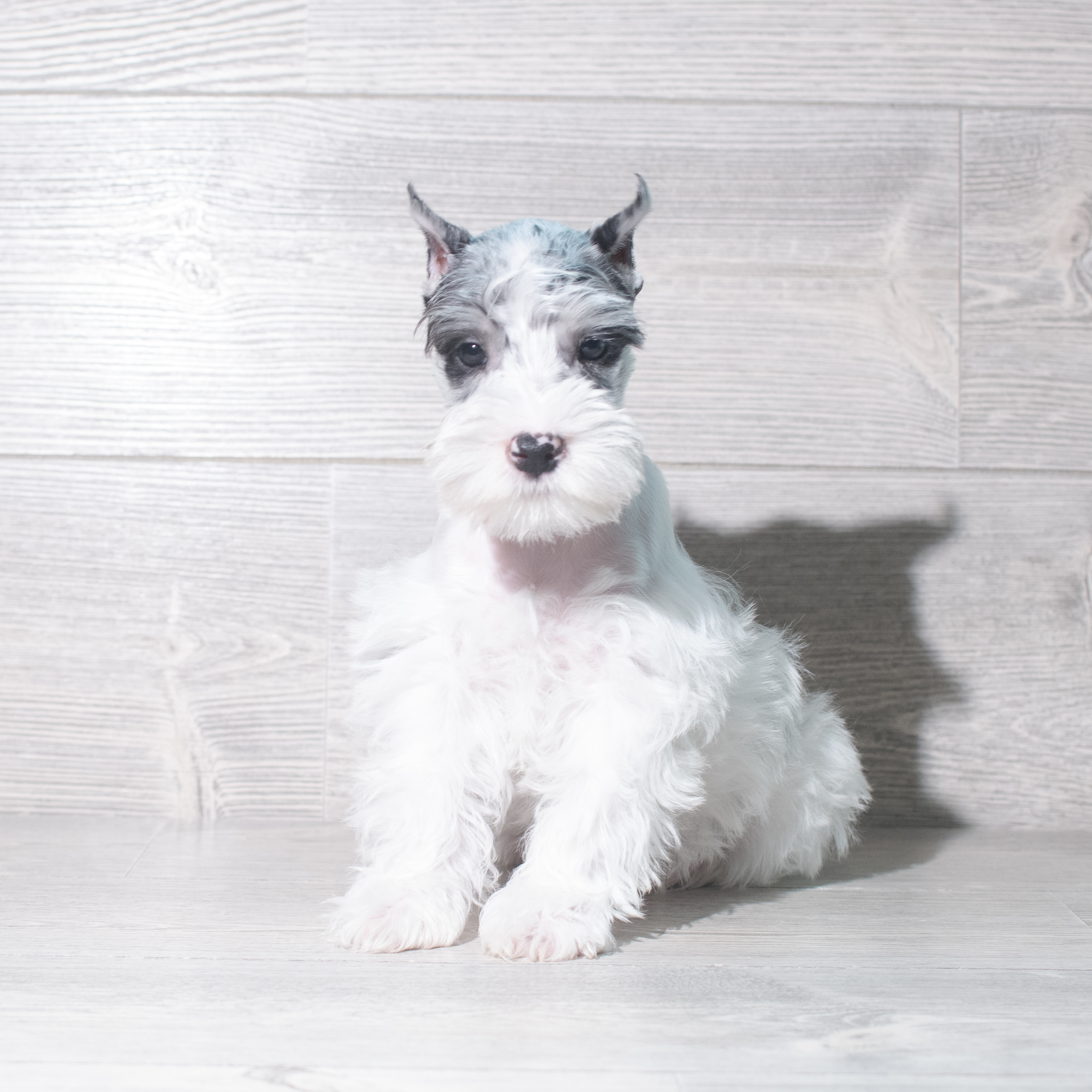 Miniature Schnauzer (M) 5858 Image #1