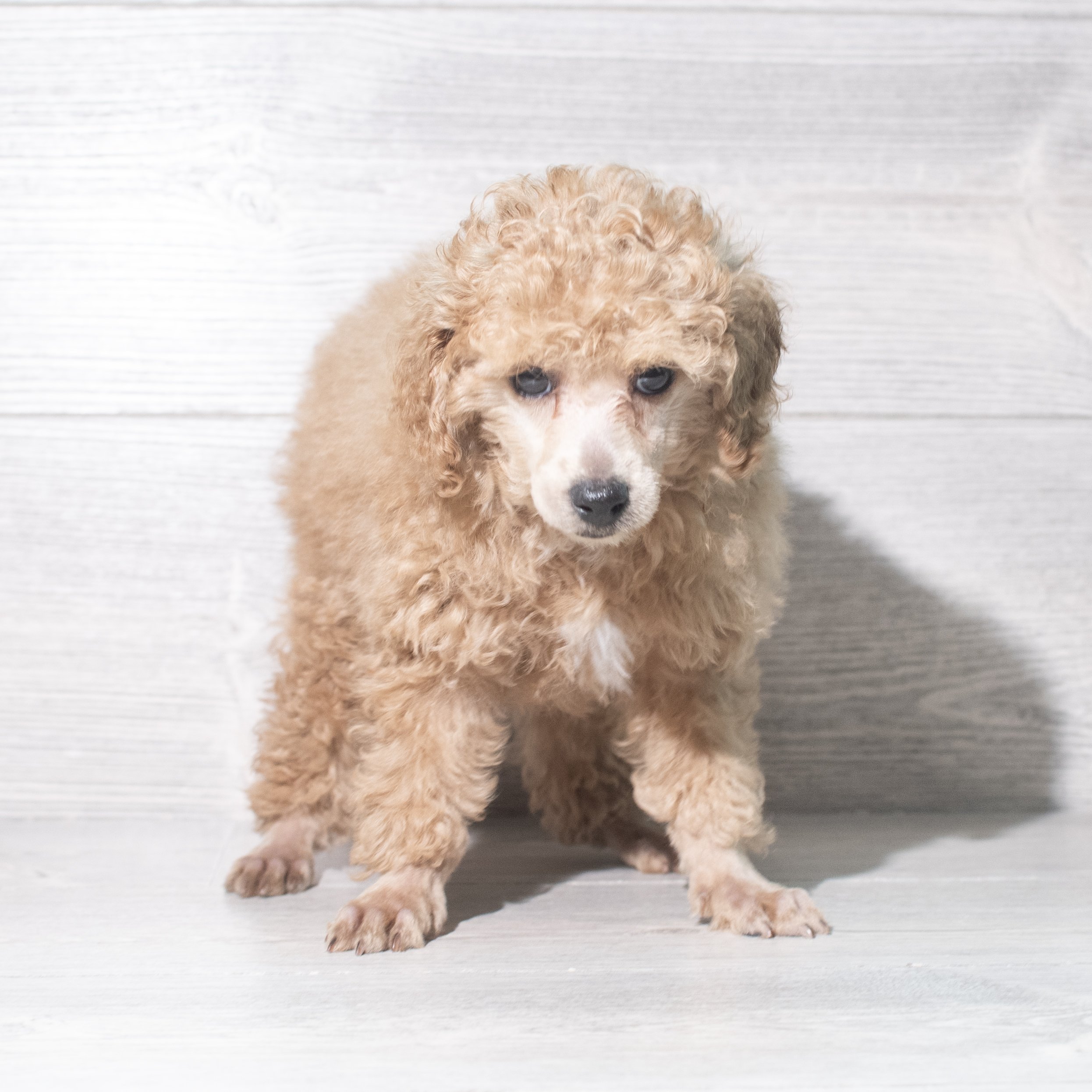 Poodle (M) 5859 Image #1