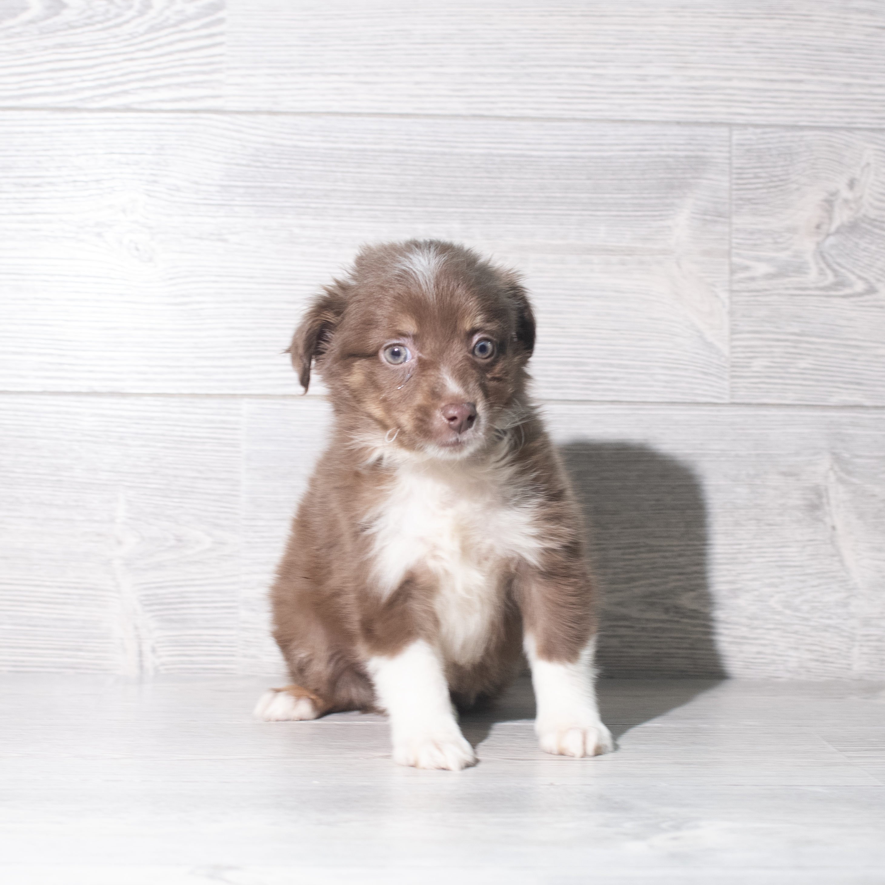Toy Australian Shepherd (M) 5862 Image #1