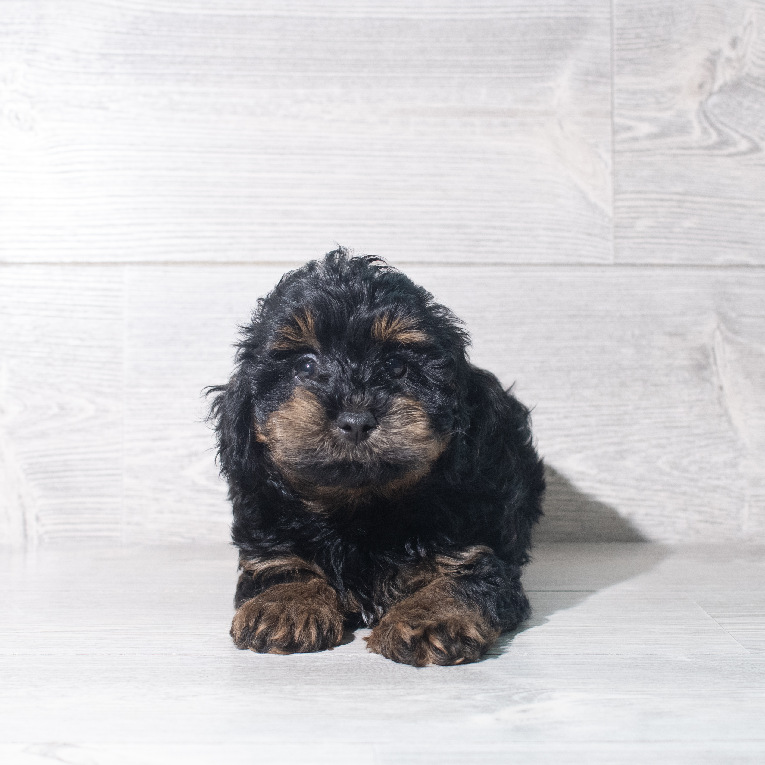 Yorkiepoo (M) 5863 Image #1