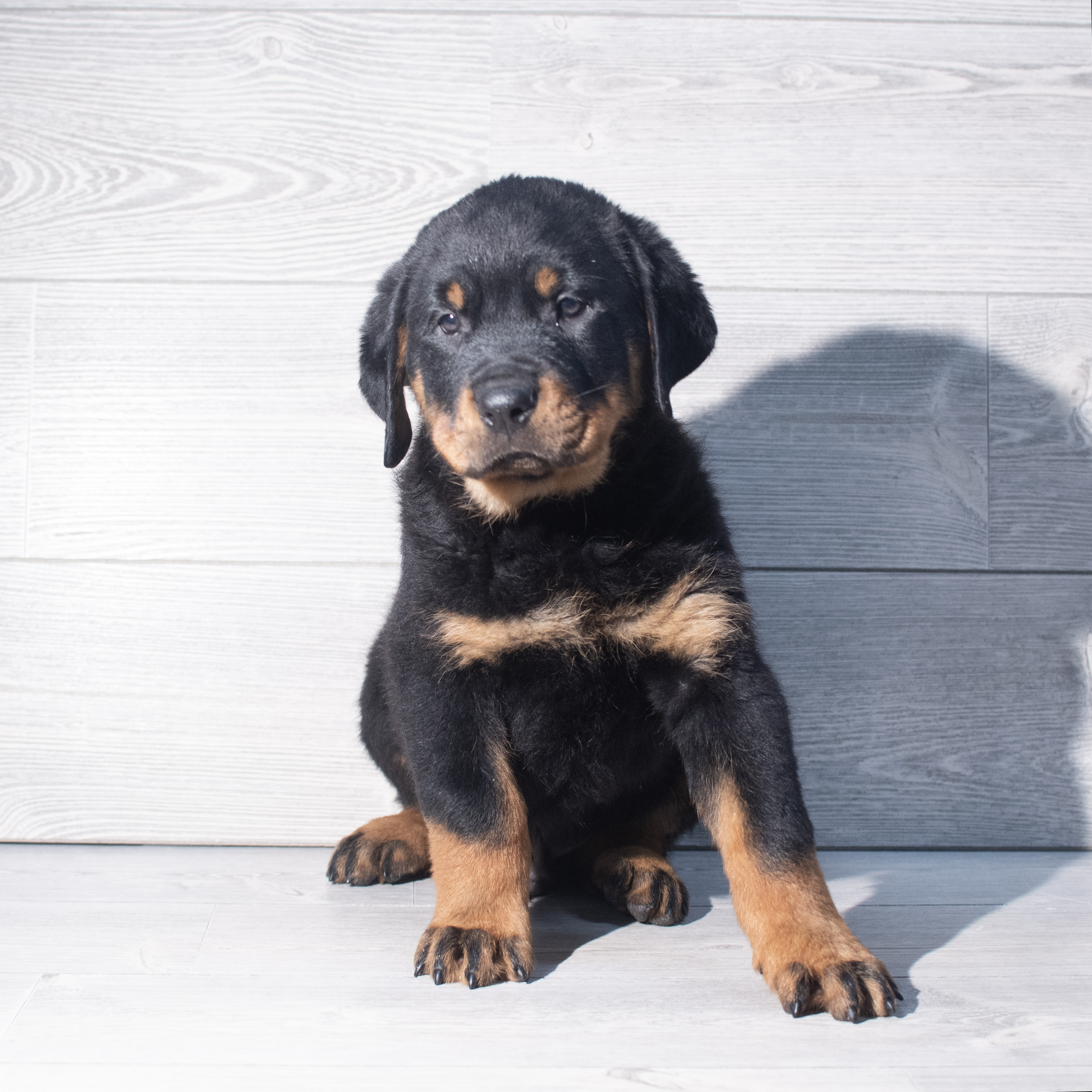 Rottweiler (M) 2316 Image #1
