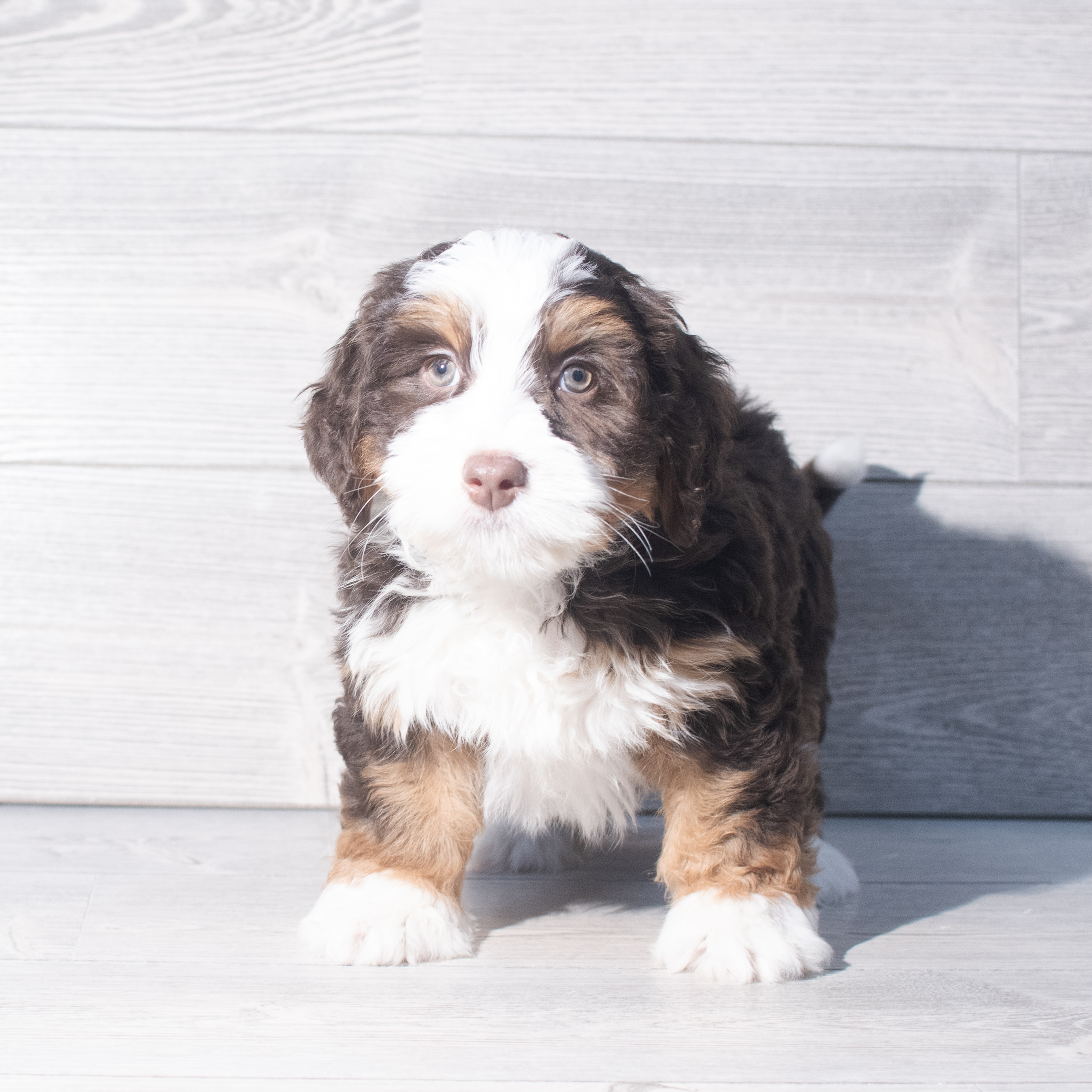 Bernedoodle (F) 2325 Image #1