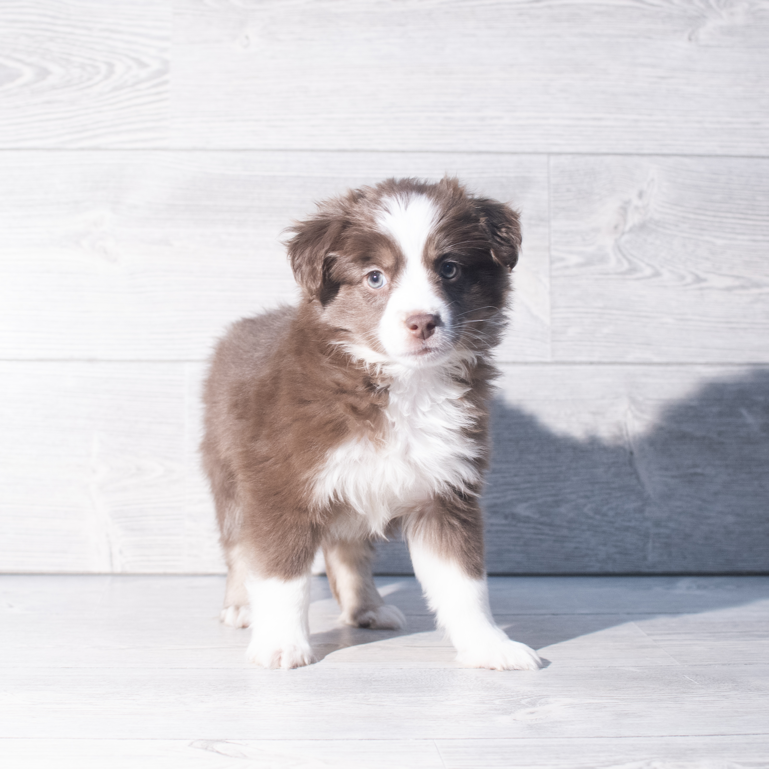 Miniature Australian Shepherd (M) 2327 Image #1