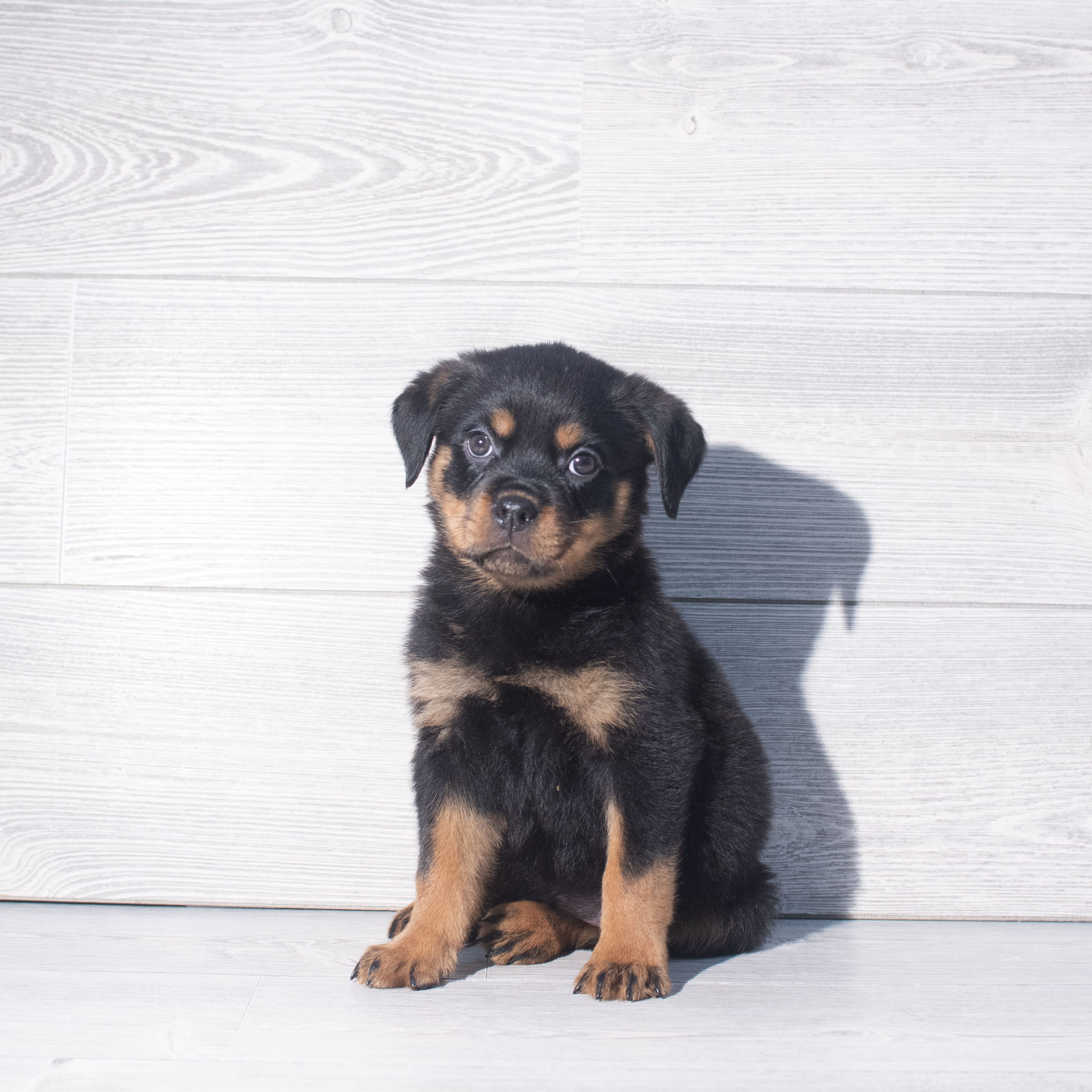 Rottweiler (F) 2328 Image #1