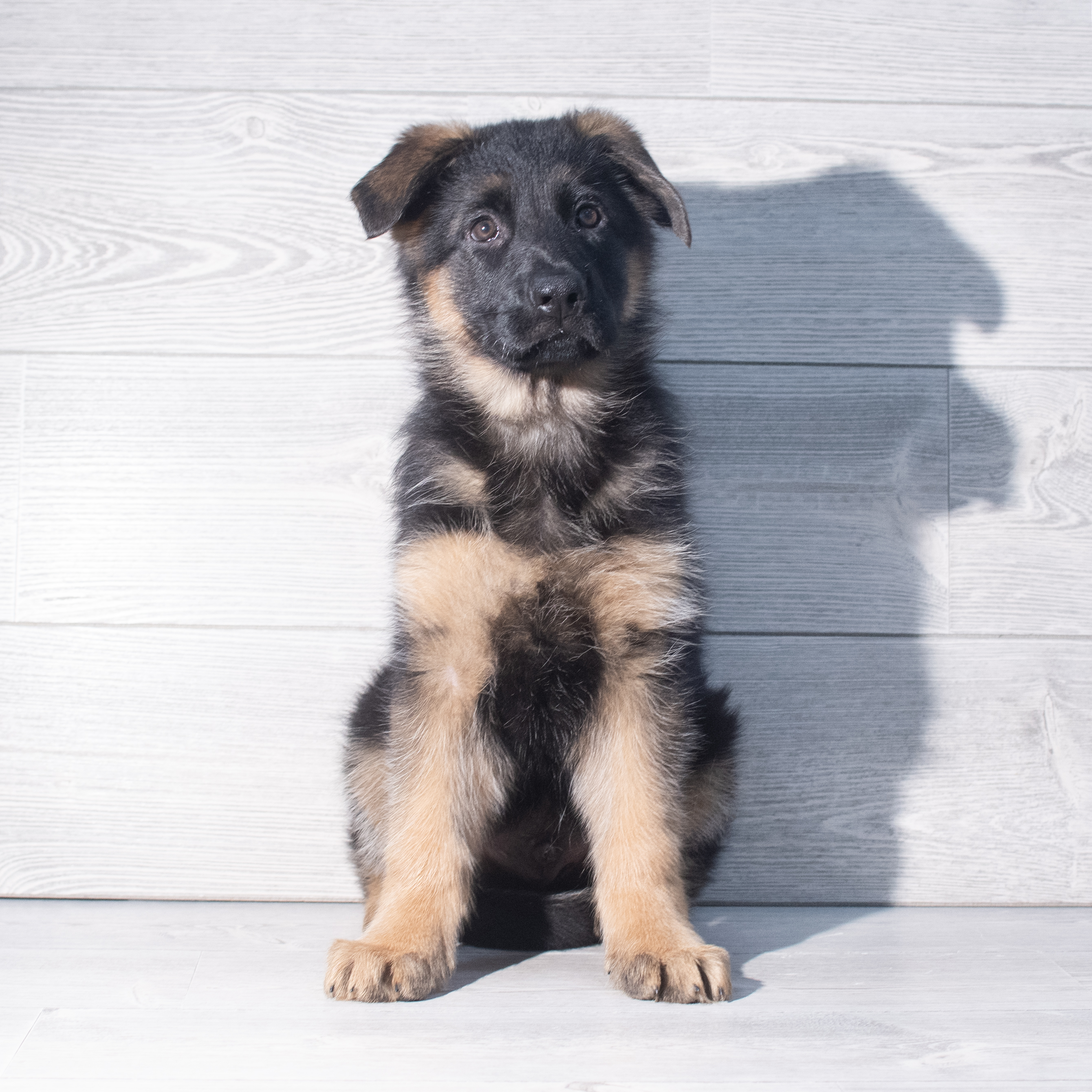 German Shepherd Dog (M) 2326 Image #1