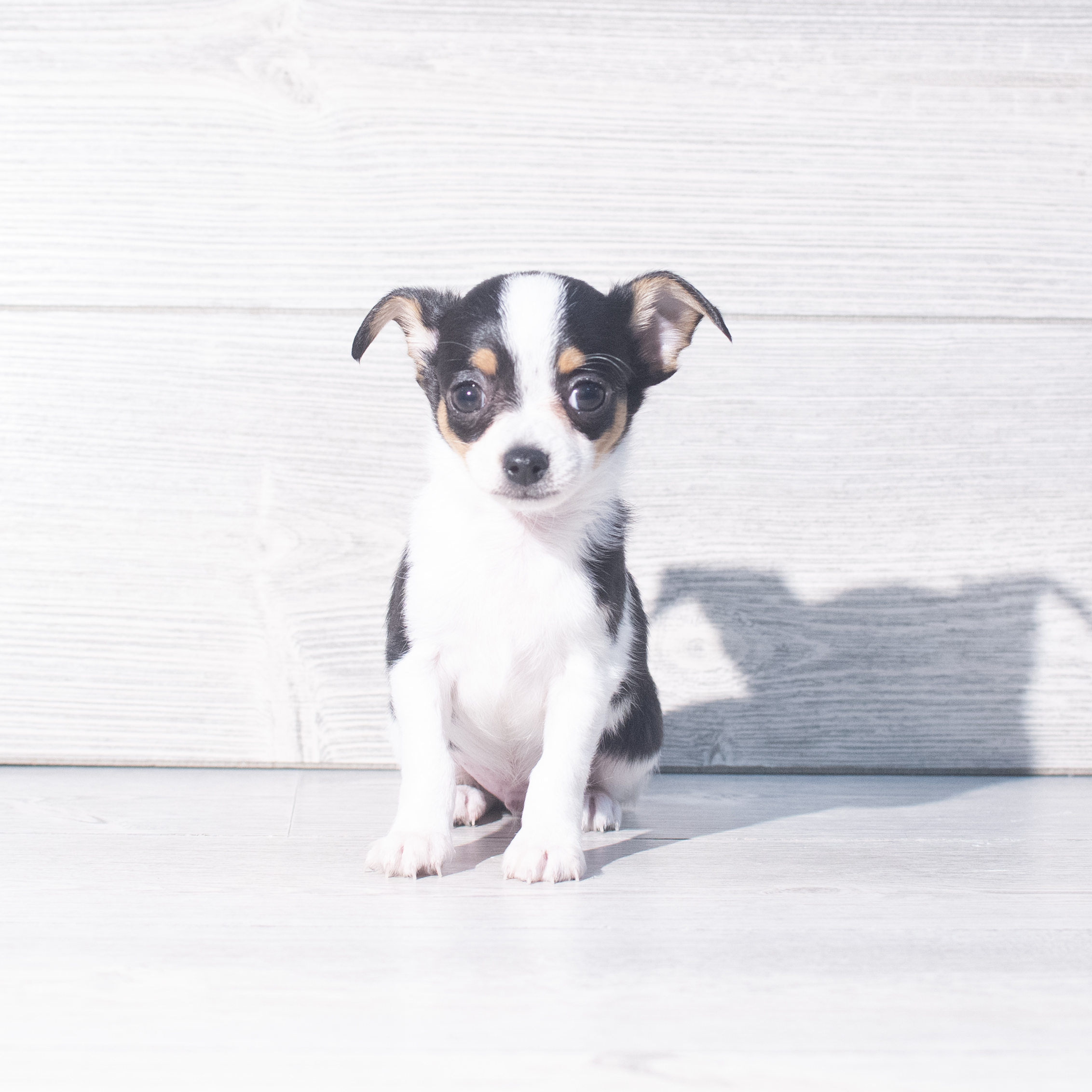 Chihuahua (M) 2322 Image #1
