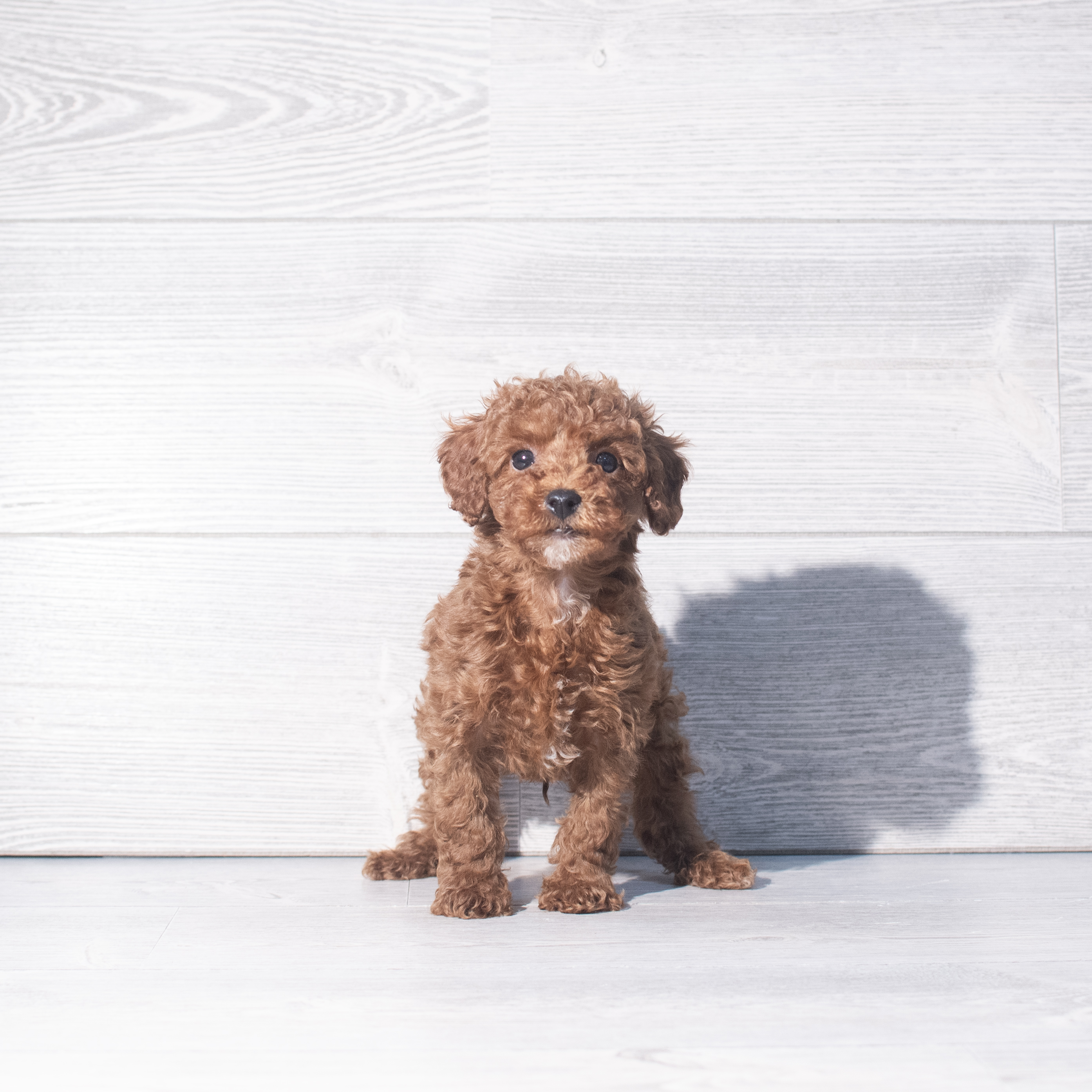 Poodle (M) 2323 Image #1