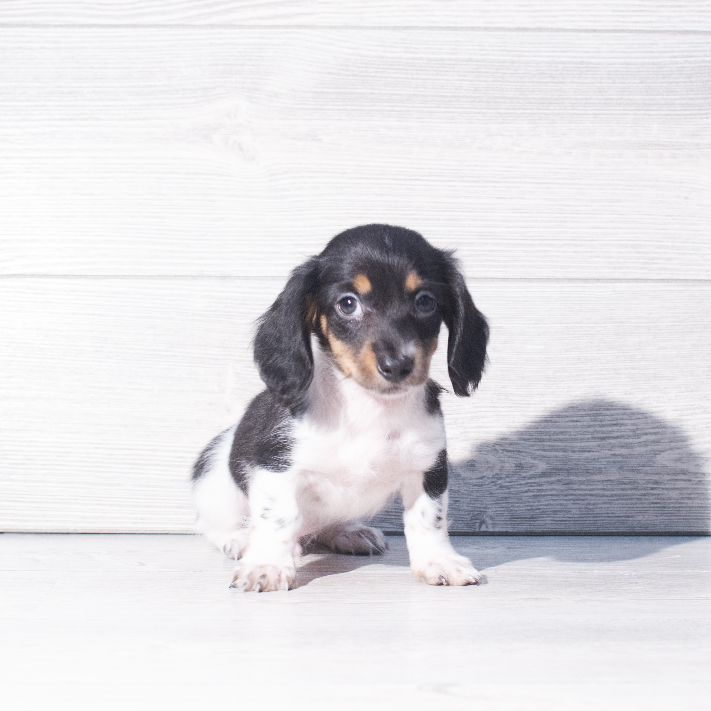 Dachshund (M) 2317 Image #1