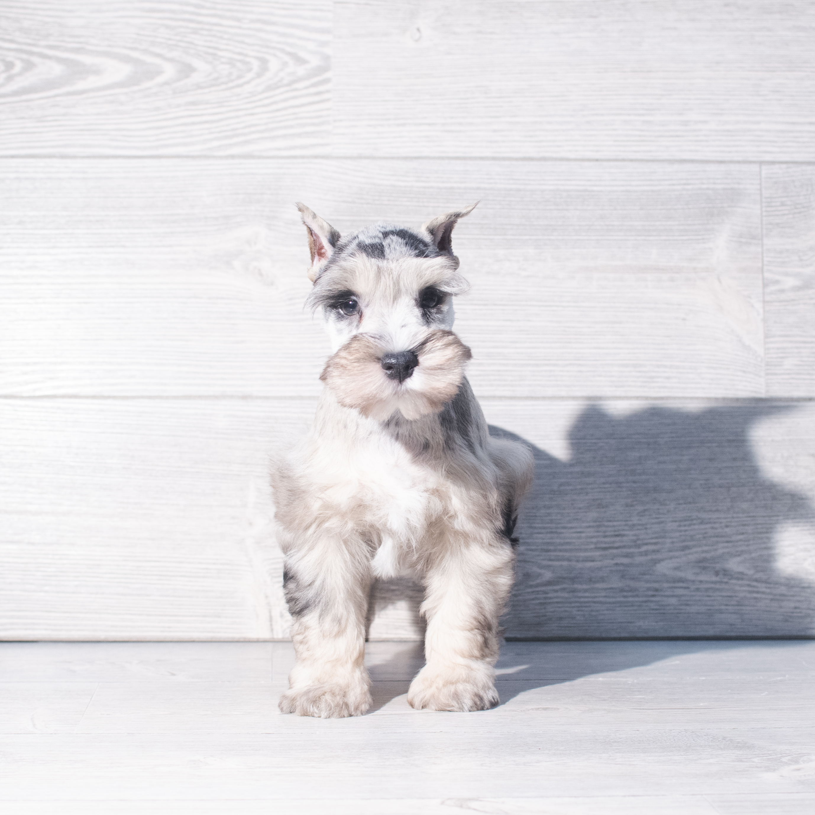 Miniature Schnauzer (M) 2318 Image #1