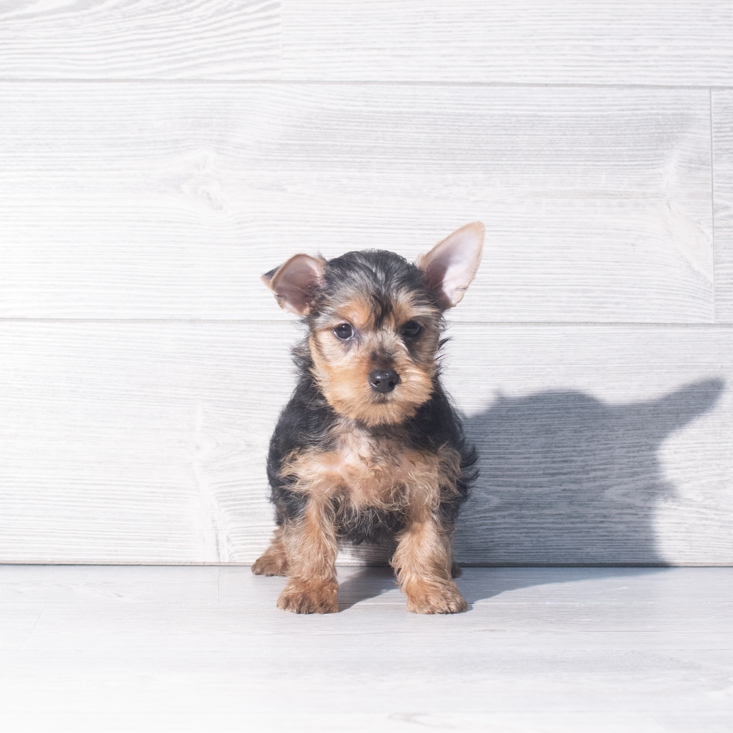 Yorkshire Terrier (M) 2319 Image #1