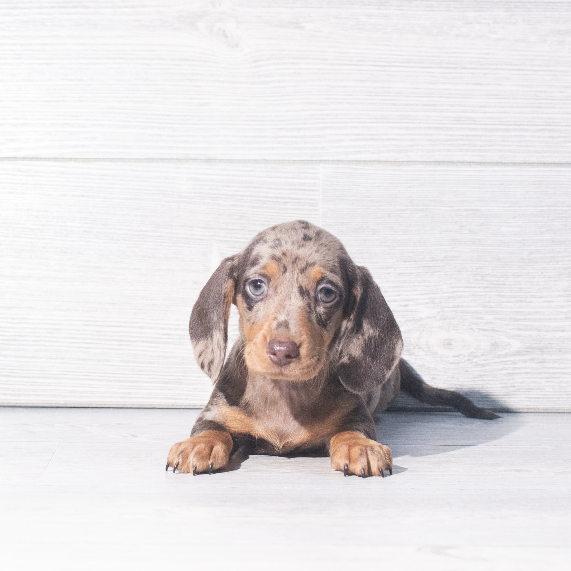 Dachshund (F) 2320 Image #1