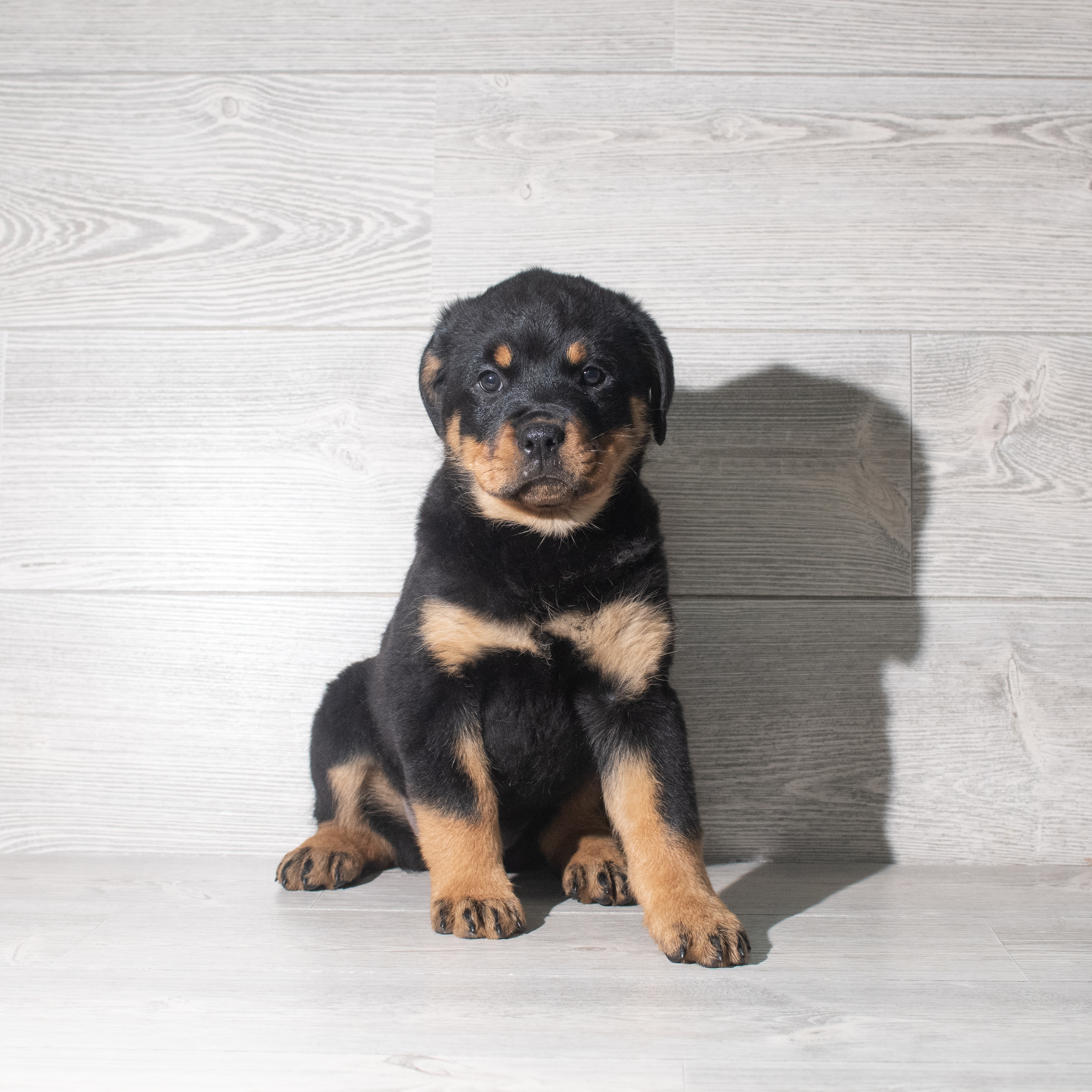 Rottweiler (F) 5880 Image #1