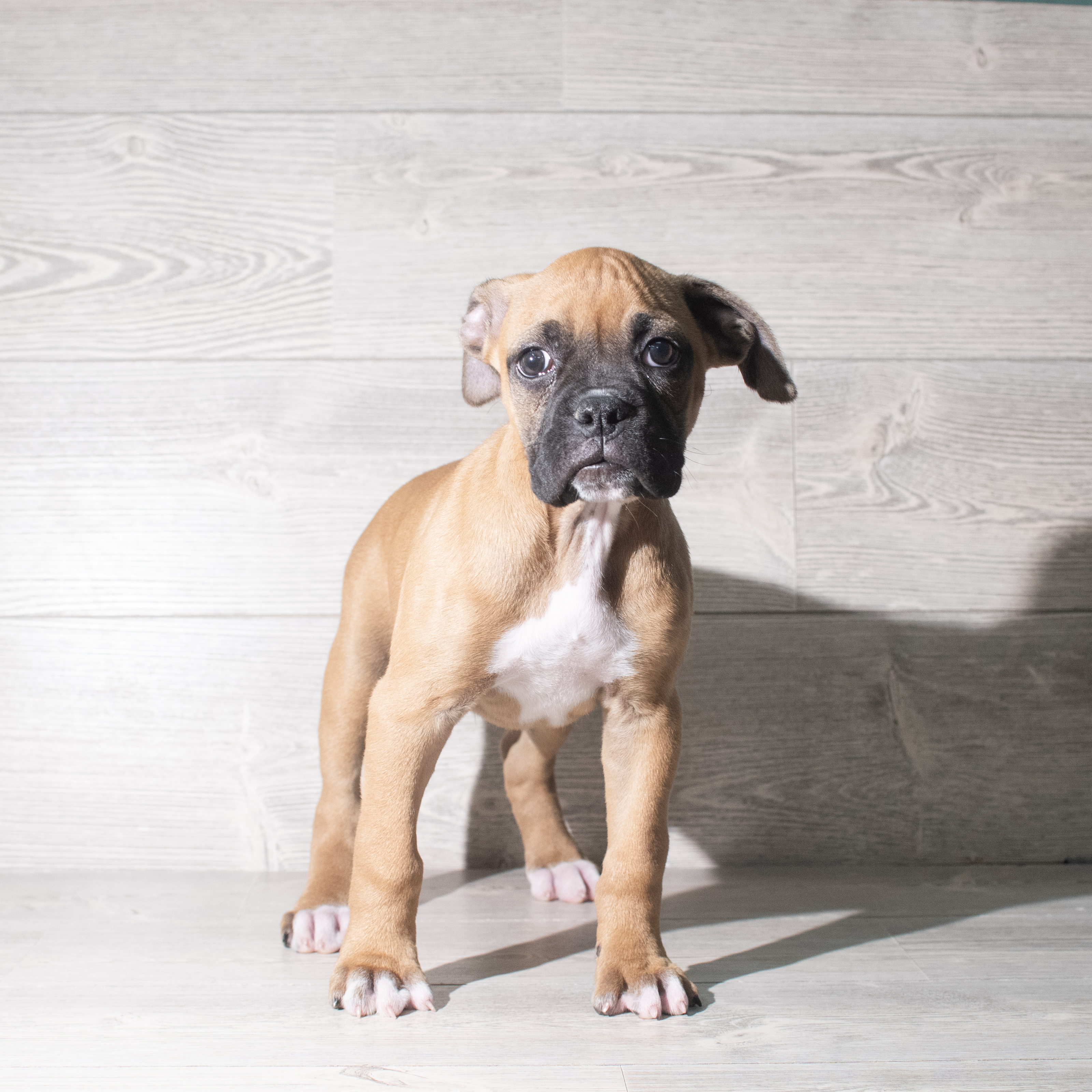 Boxer (M) 5881 Image #1